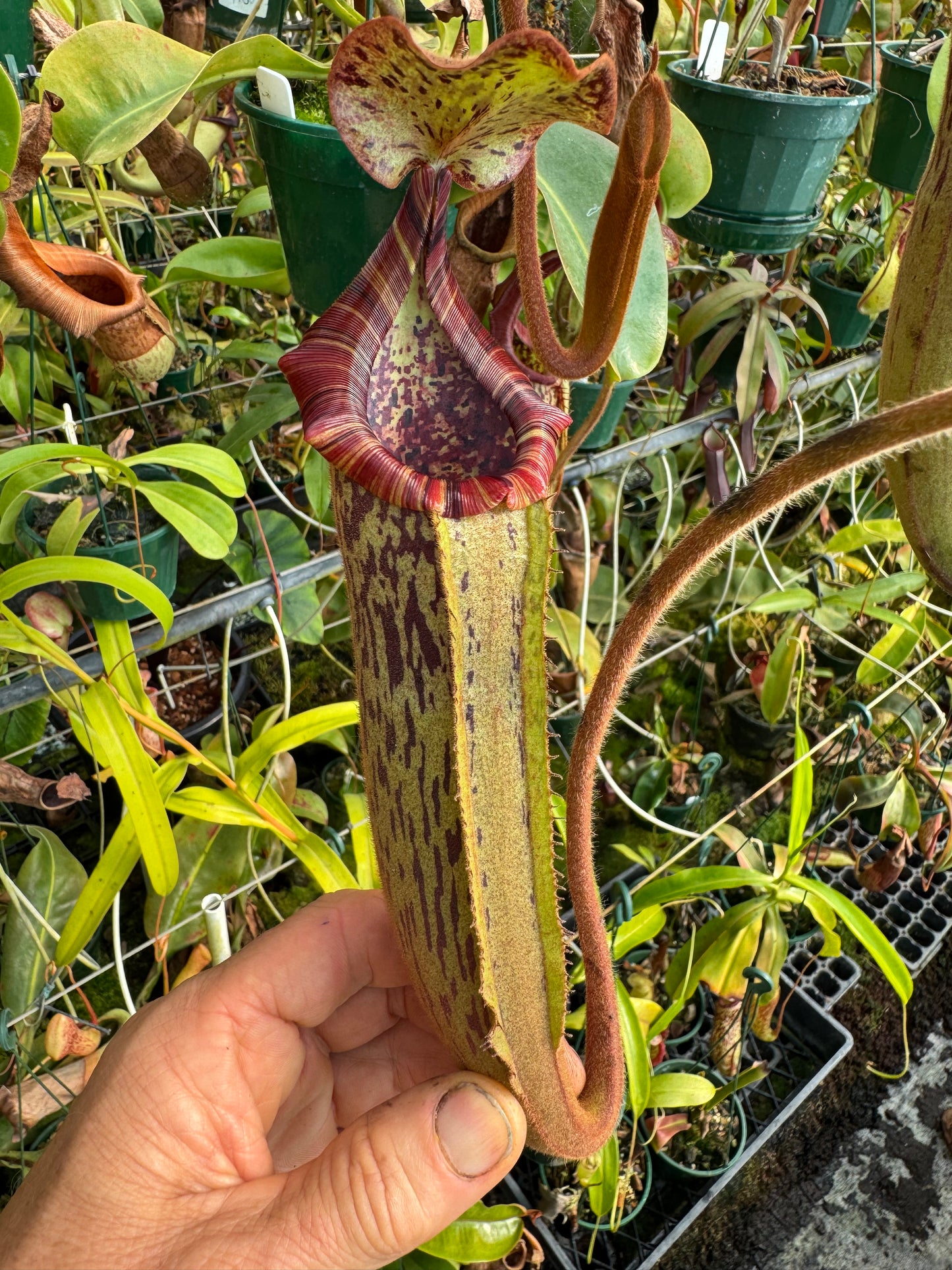 685.N.{[(LOWII X veitchii) x boschiana] x (lowii x truncata)} x {[(lowii x veitchii) x tiveyi] x platychila} 140mm pot