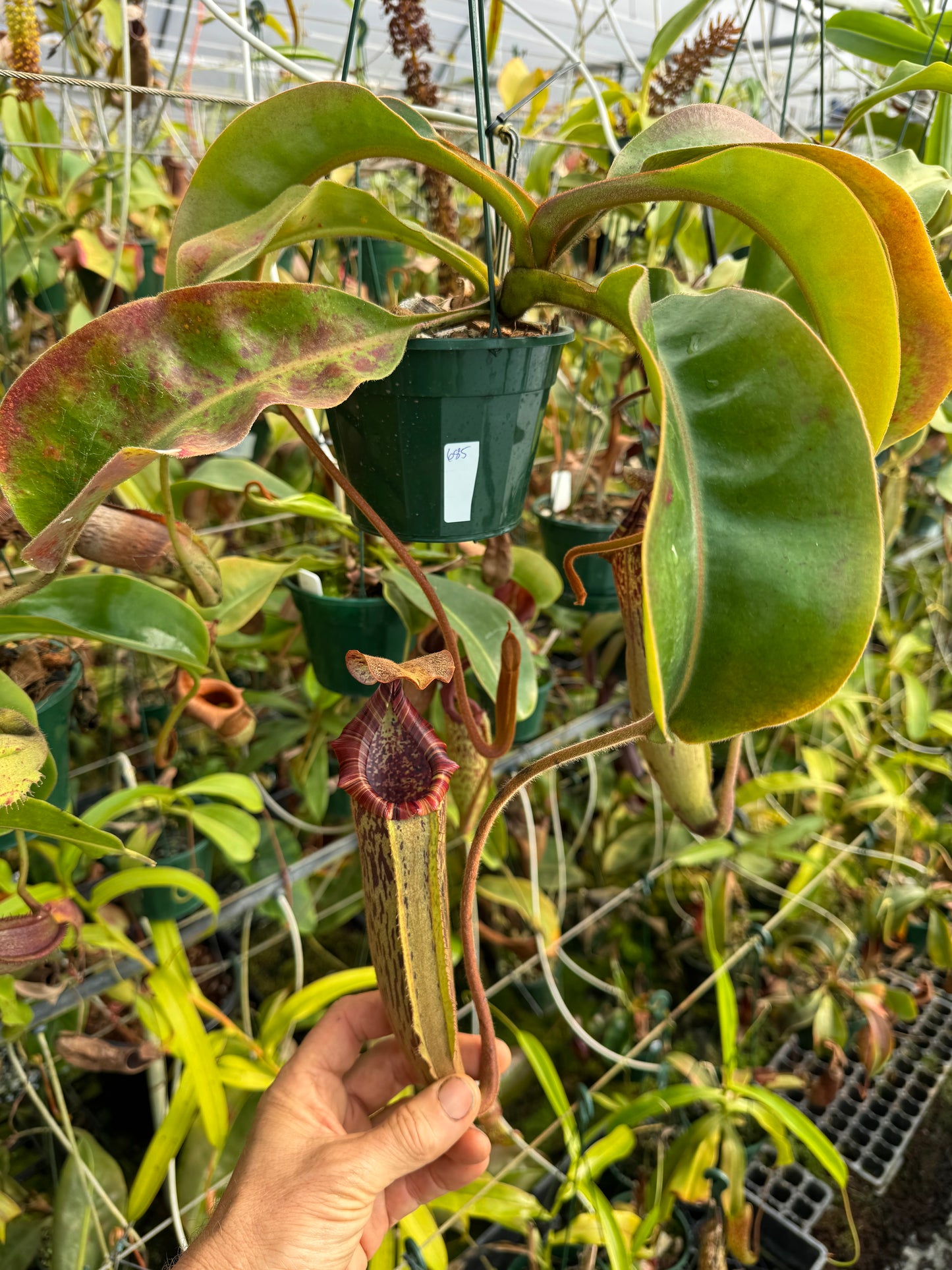 685.N.{[(LOWII X veitchii) x boschiana] x (lowii x truncata)} x {[(lowii x veitchii) x tiveyi] x platychila} 140mm pot