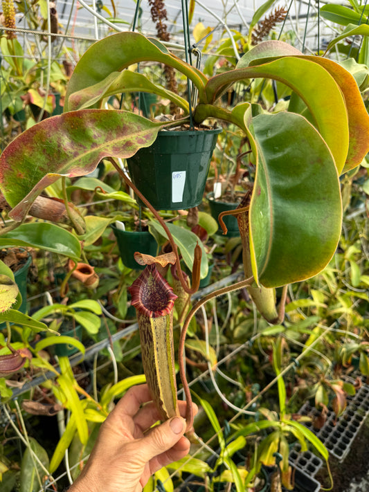 685.N.{[(LOWII X veitchii) x boschiana] x (lowii x truncata)} x {[(lowii x veitchii) x tiveyi] x platychila} 140mm pot