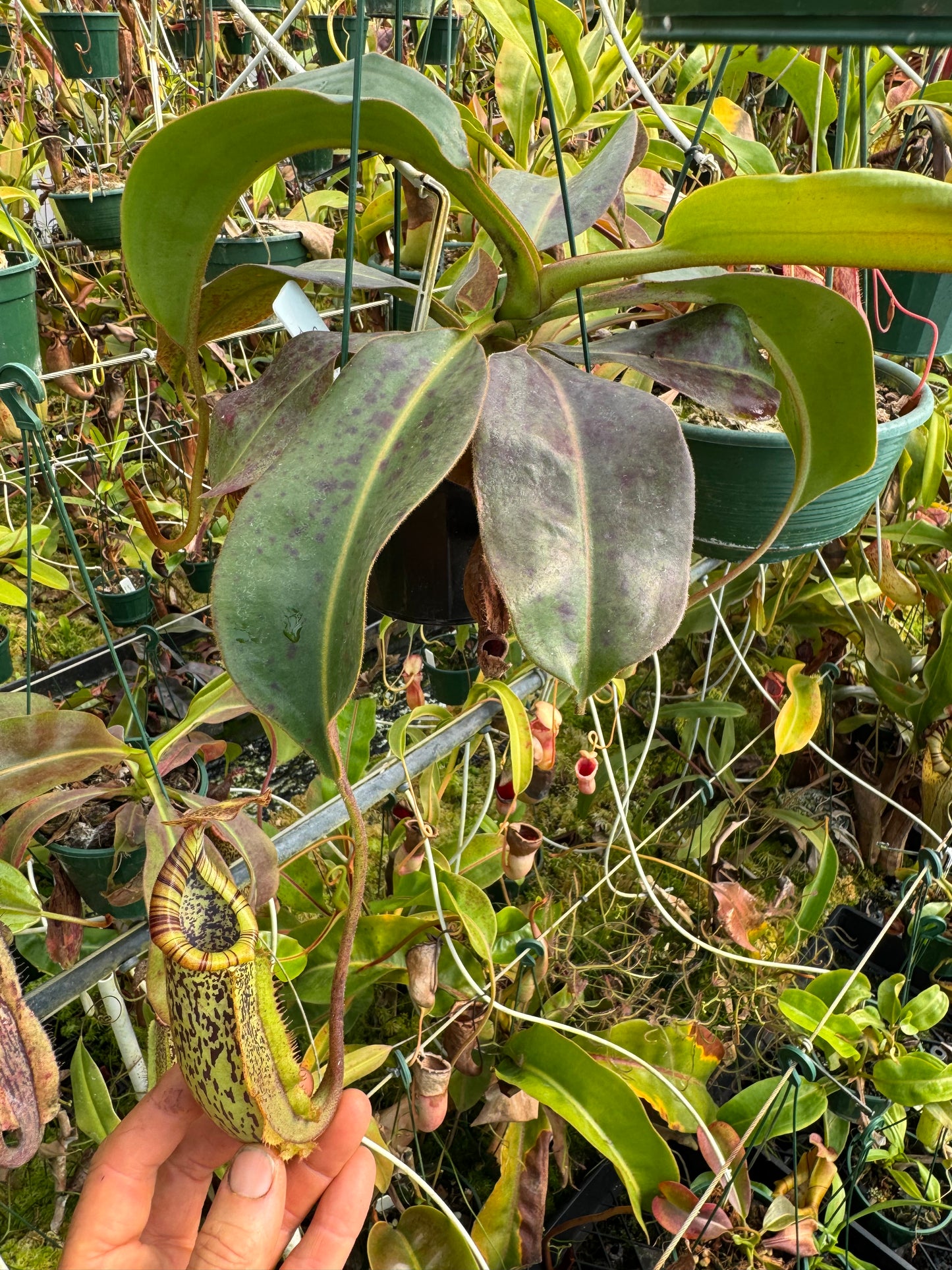 686.N.(veitchii x burbidgeae)1 x {[(lowii x veitchii) x tiveyi] x platychila} 140mm pot