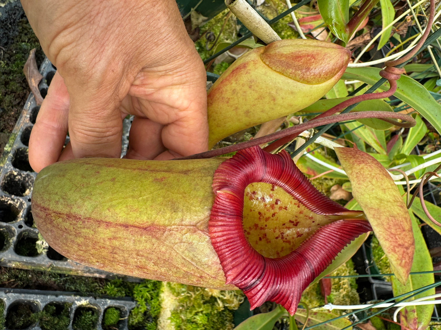687.N.(ventricosa x sibuyanensis) x ovata 140mm pot