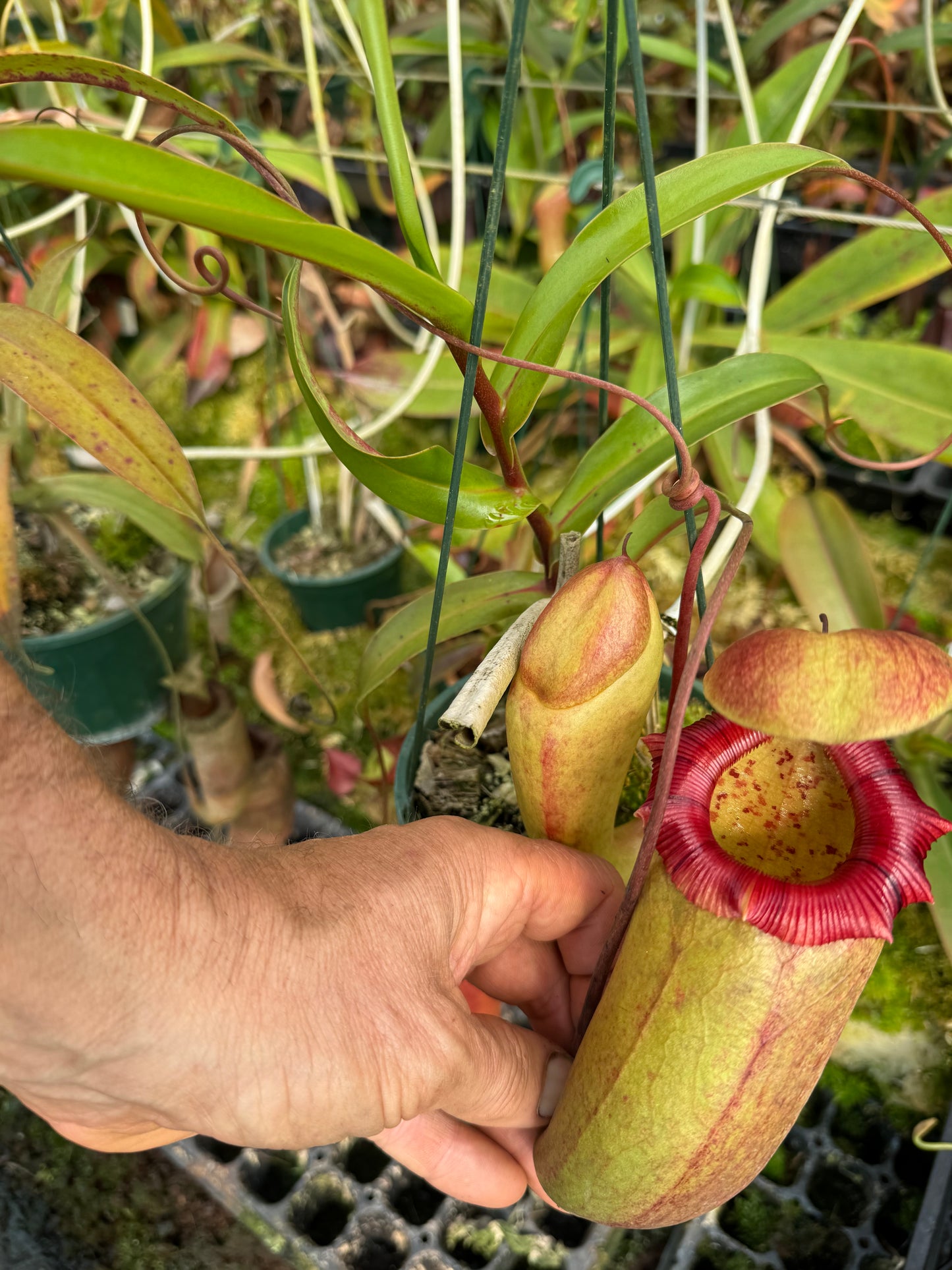 687.N.(ventricosa x sibuyanensis) x ovata 140mm pot