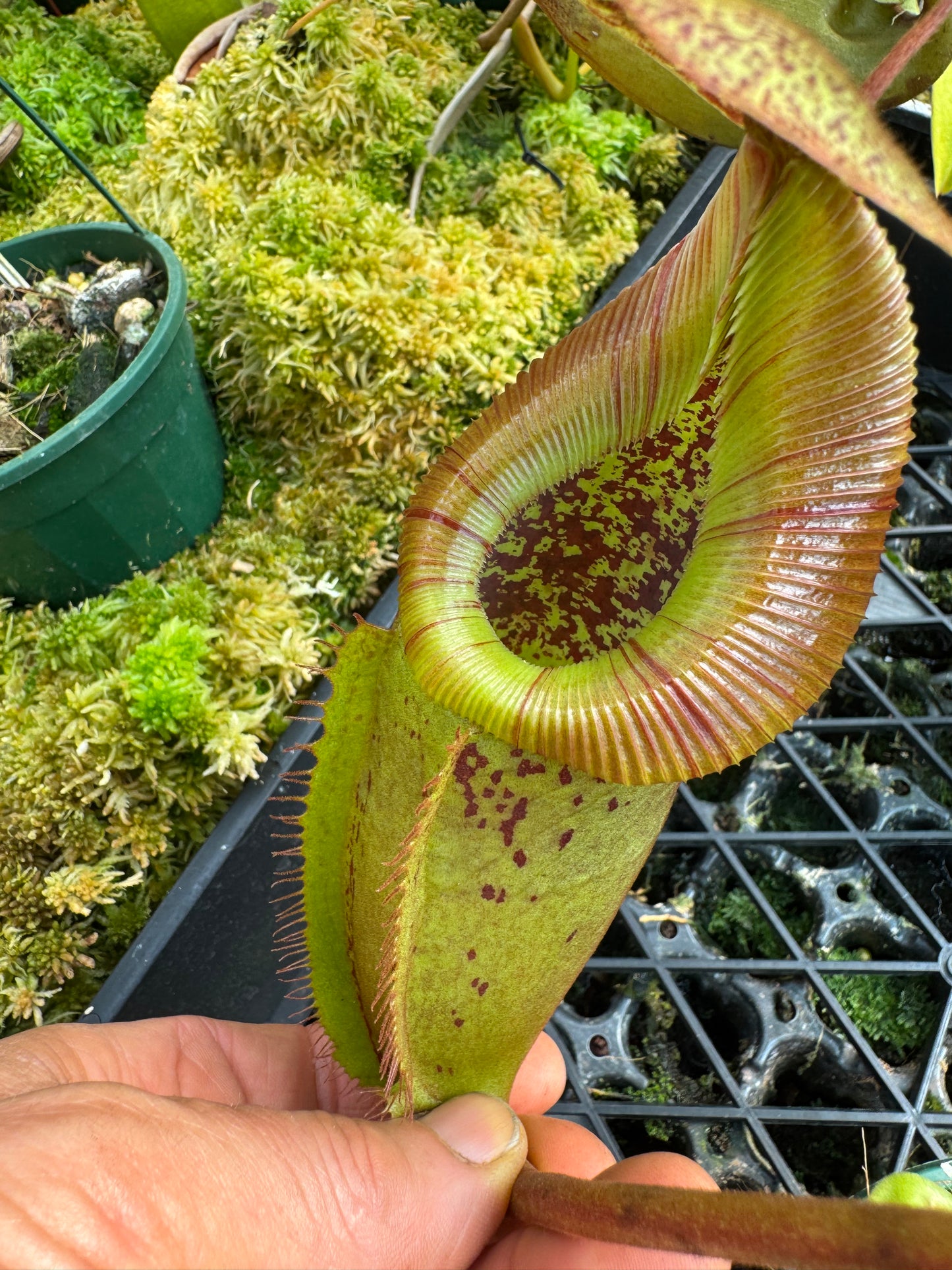 688.N.,(veitchiiu x burbidgeae) x (maxima x edwardsiana) 140mm pot