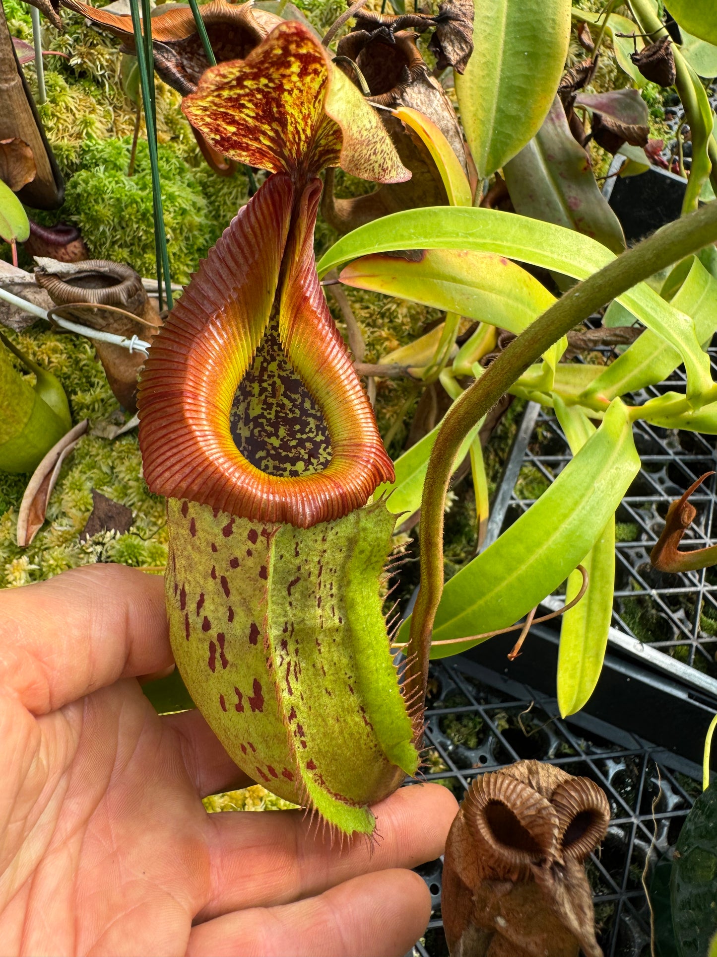 688.N.,(veitchiiu x burbidgeae) x (maxima x edwardsiana) 140mm pot