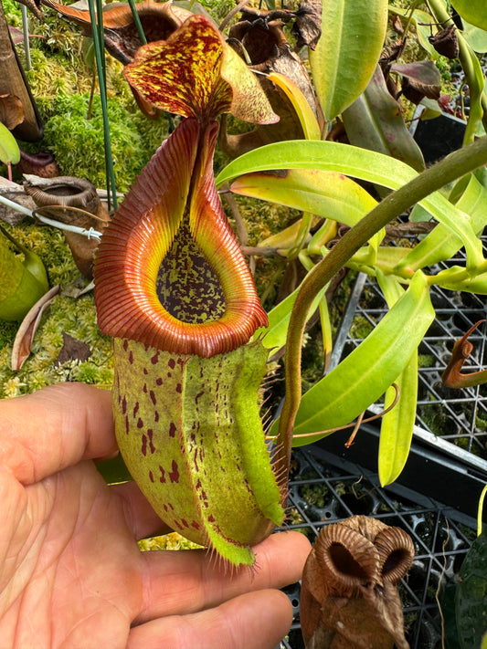 688.N.,(veitchiiu x burbidgeae) x (maxima x edwardsiana) 140mm pot