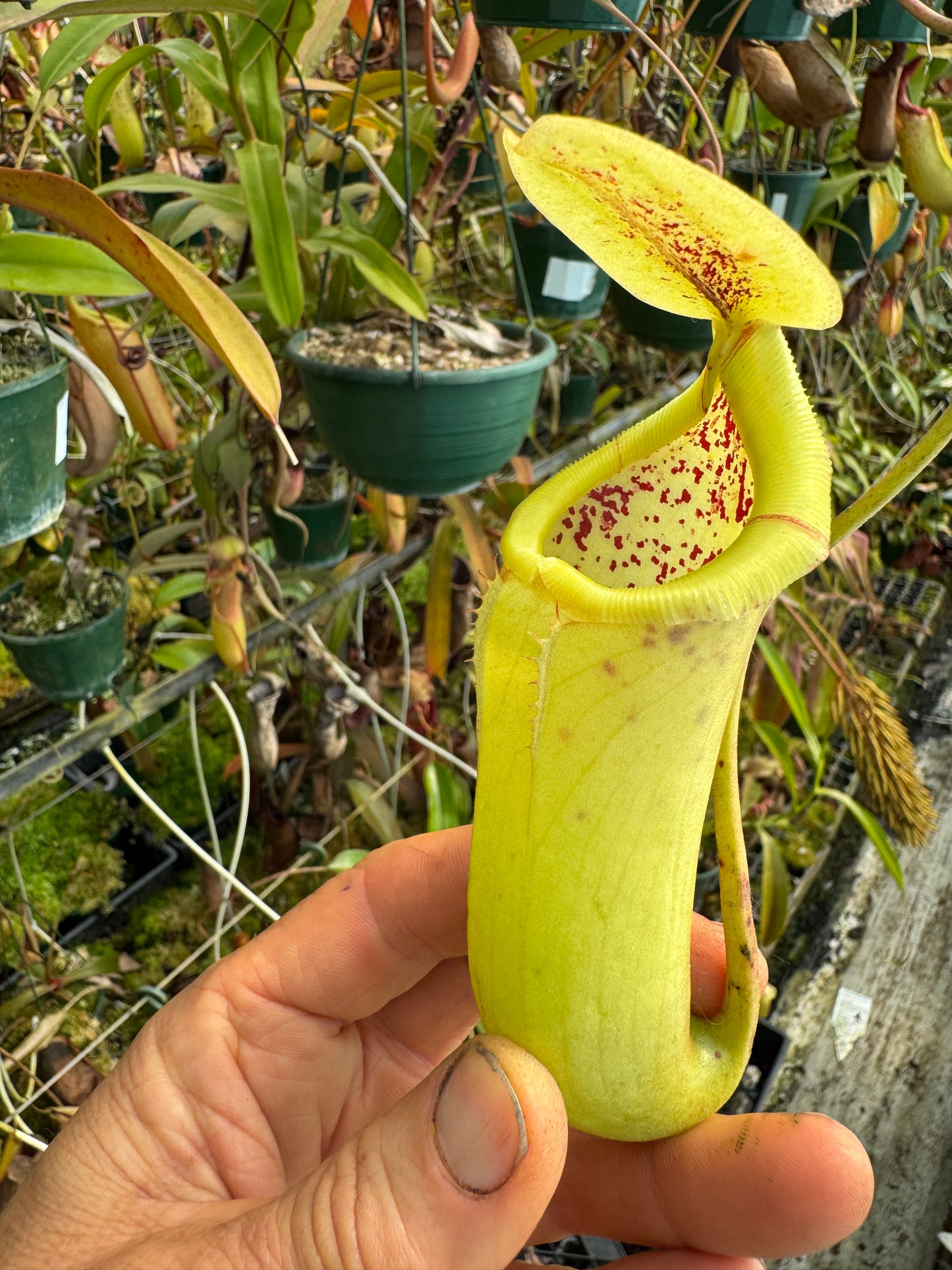 689.N.truncata x sibuyanensis 140mm pot