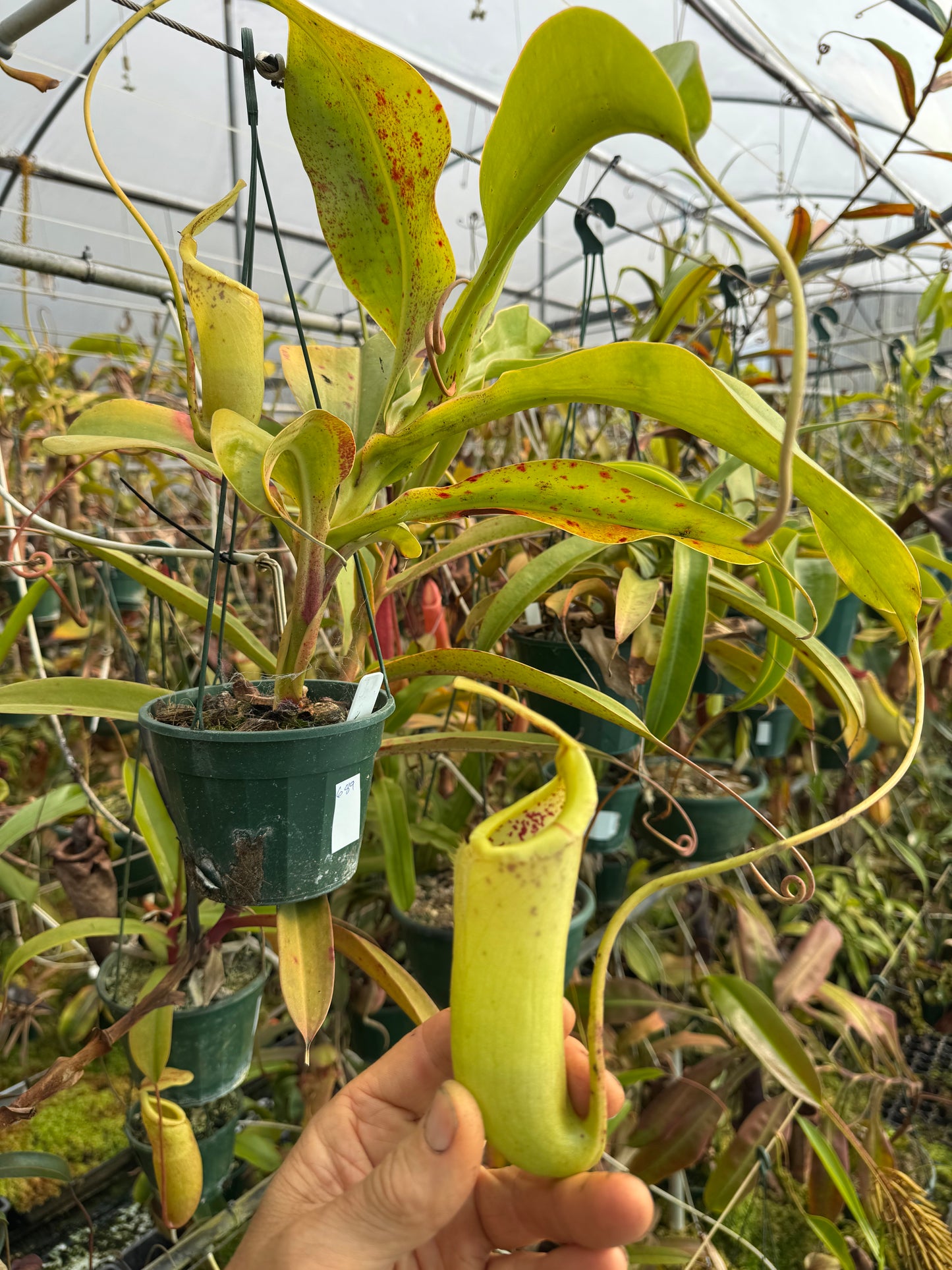 689.N.truncata x sibuyanensis 140mm pot