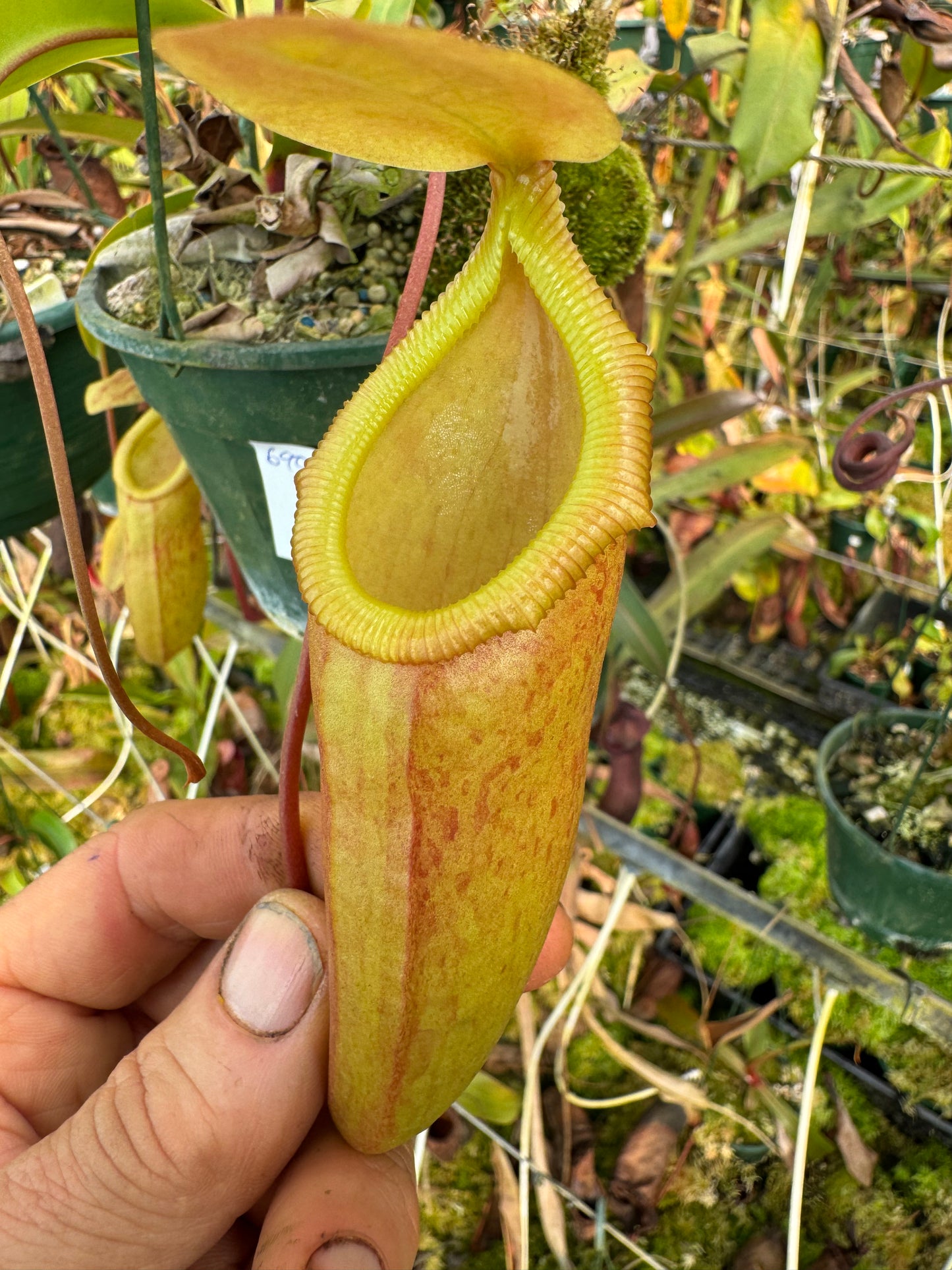 690.N.(ventricosa x sibuyanensis) x( intermis x bongos) 140mm pot