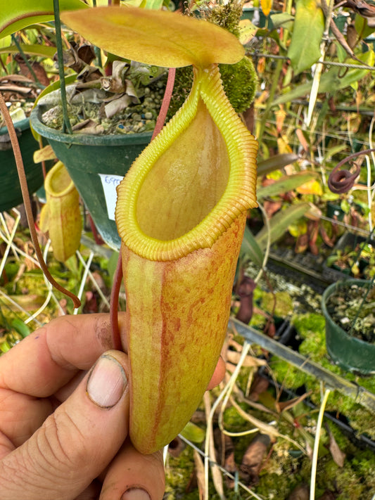 690.N.(ventricosa x sibuyanensis) x( intermis x bongos) 140mm pot