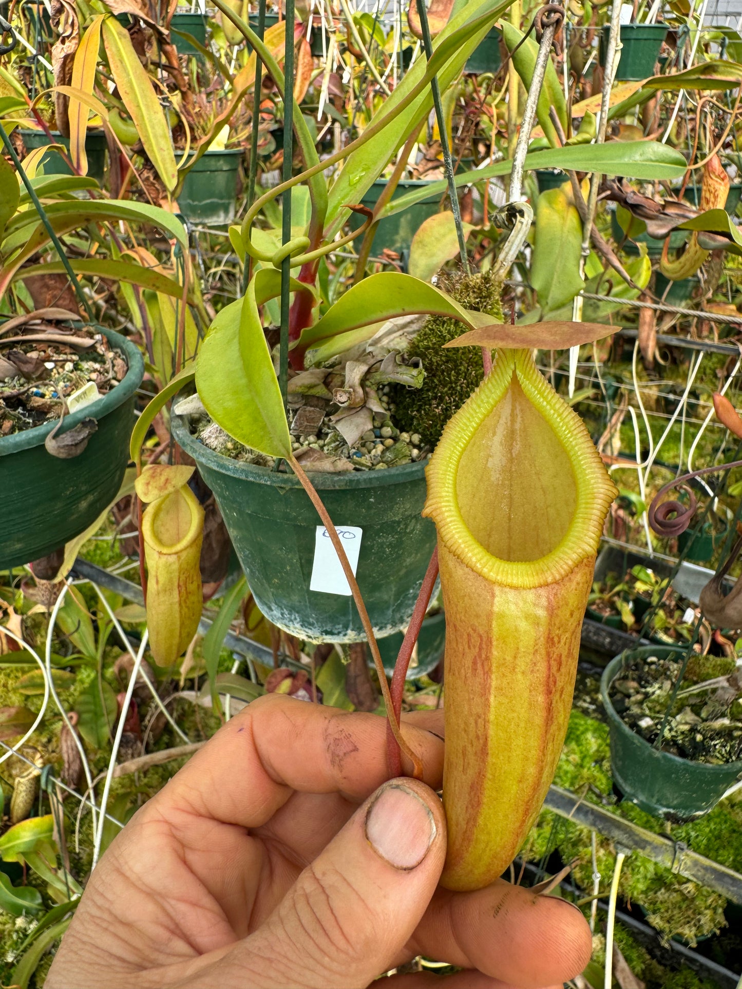 690.N.(ventricosa x sibuyanensis) x( intermis x bongos) 140mm pot