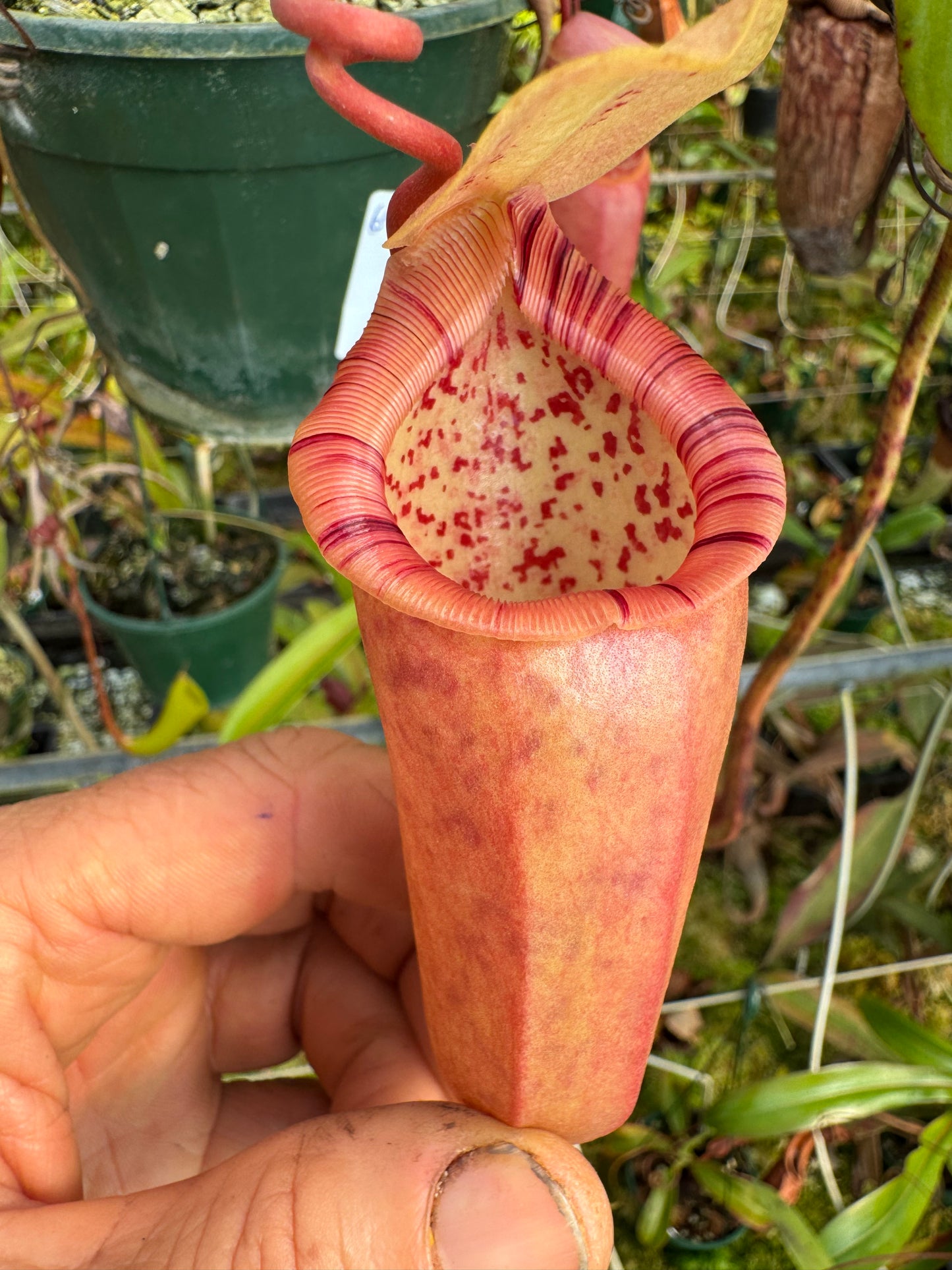 691.N. ventricosa x ovata 140 mm pot