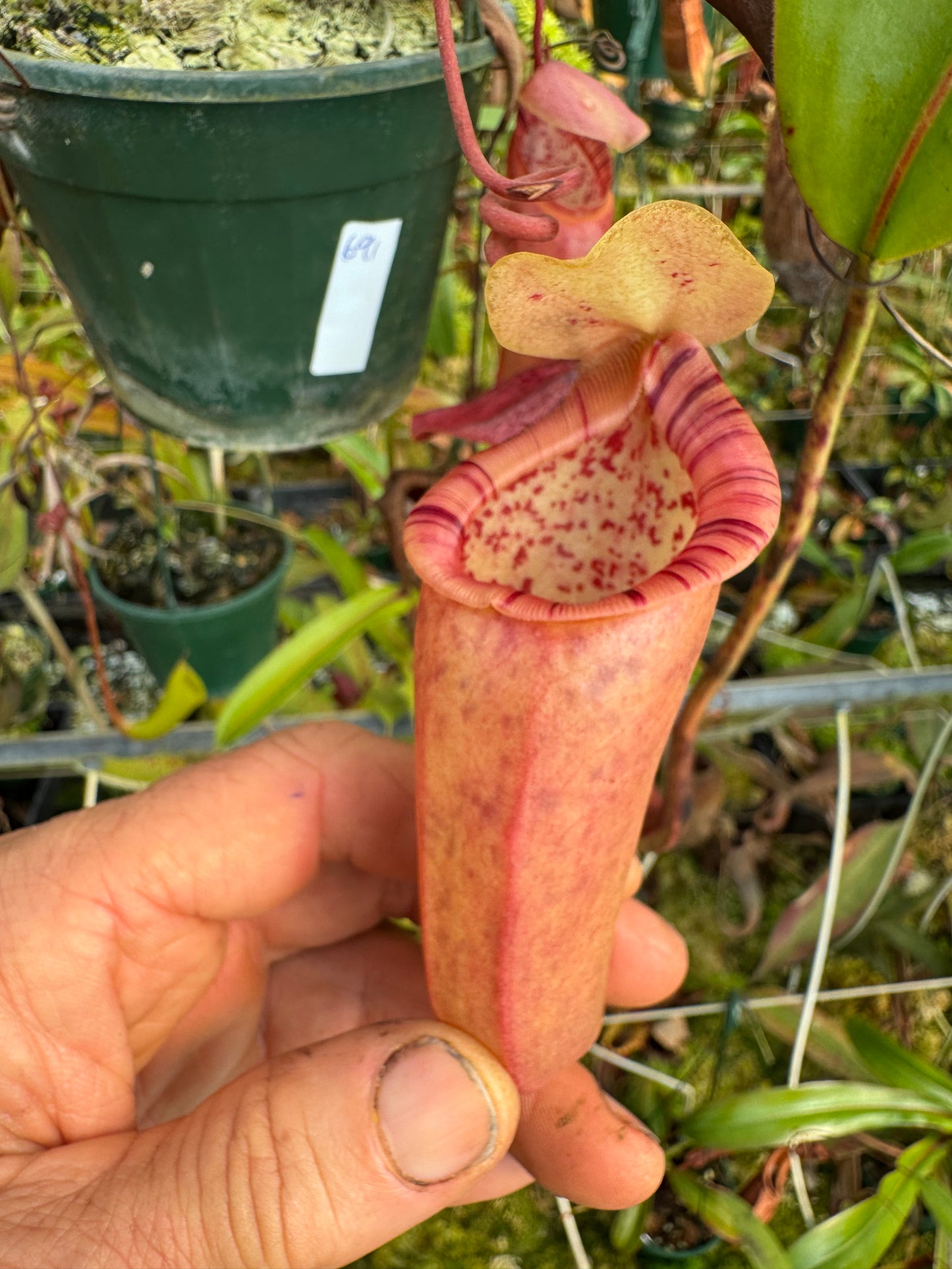 691.N. ventricosa x ovata 140 mm pot