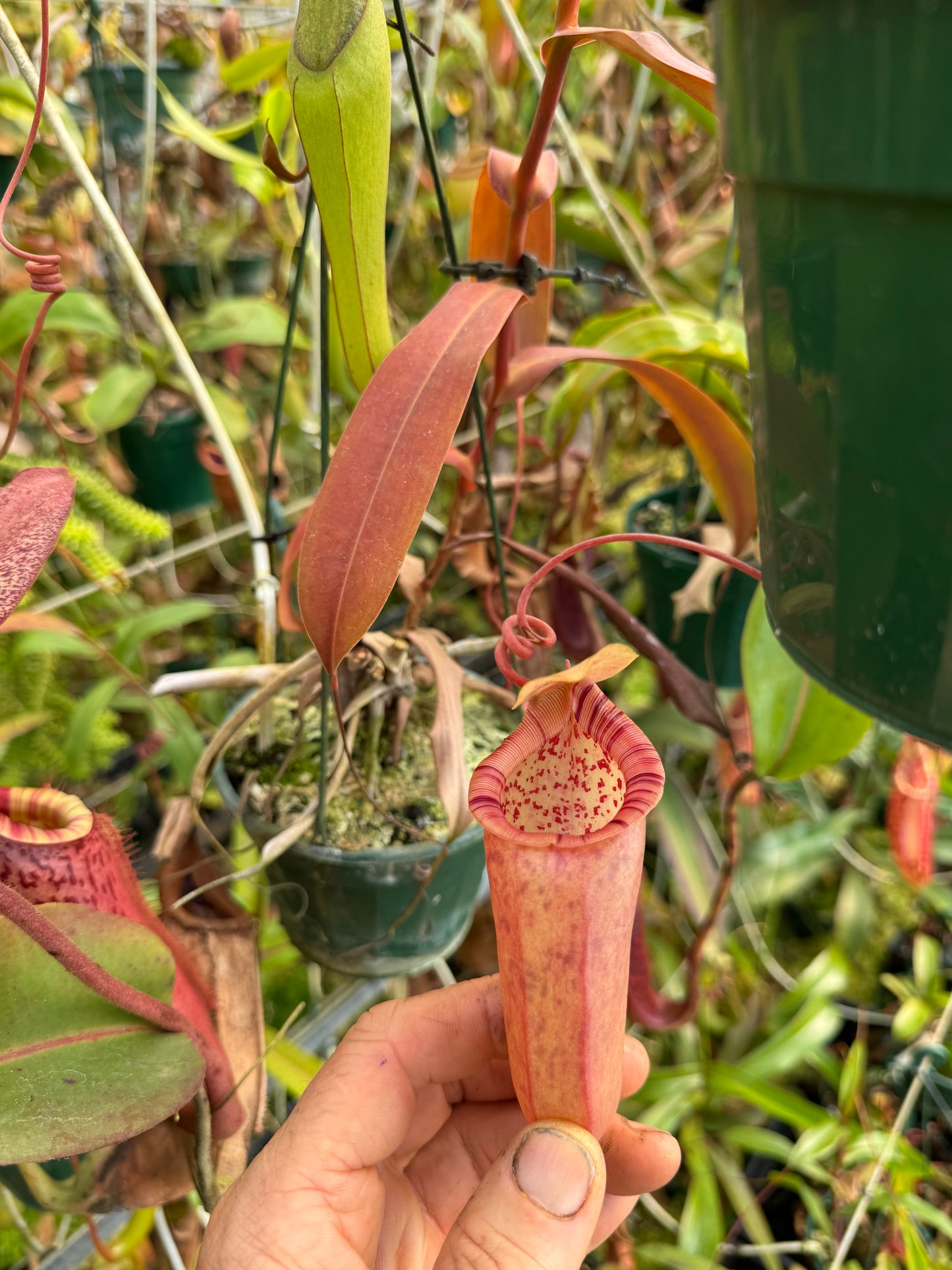 691.N. ventricosa x ovata 140 mm pot
