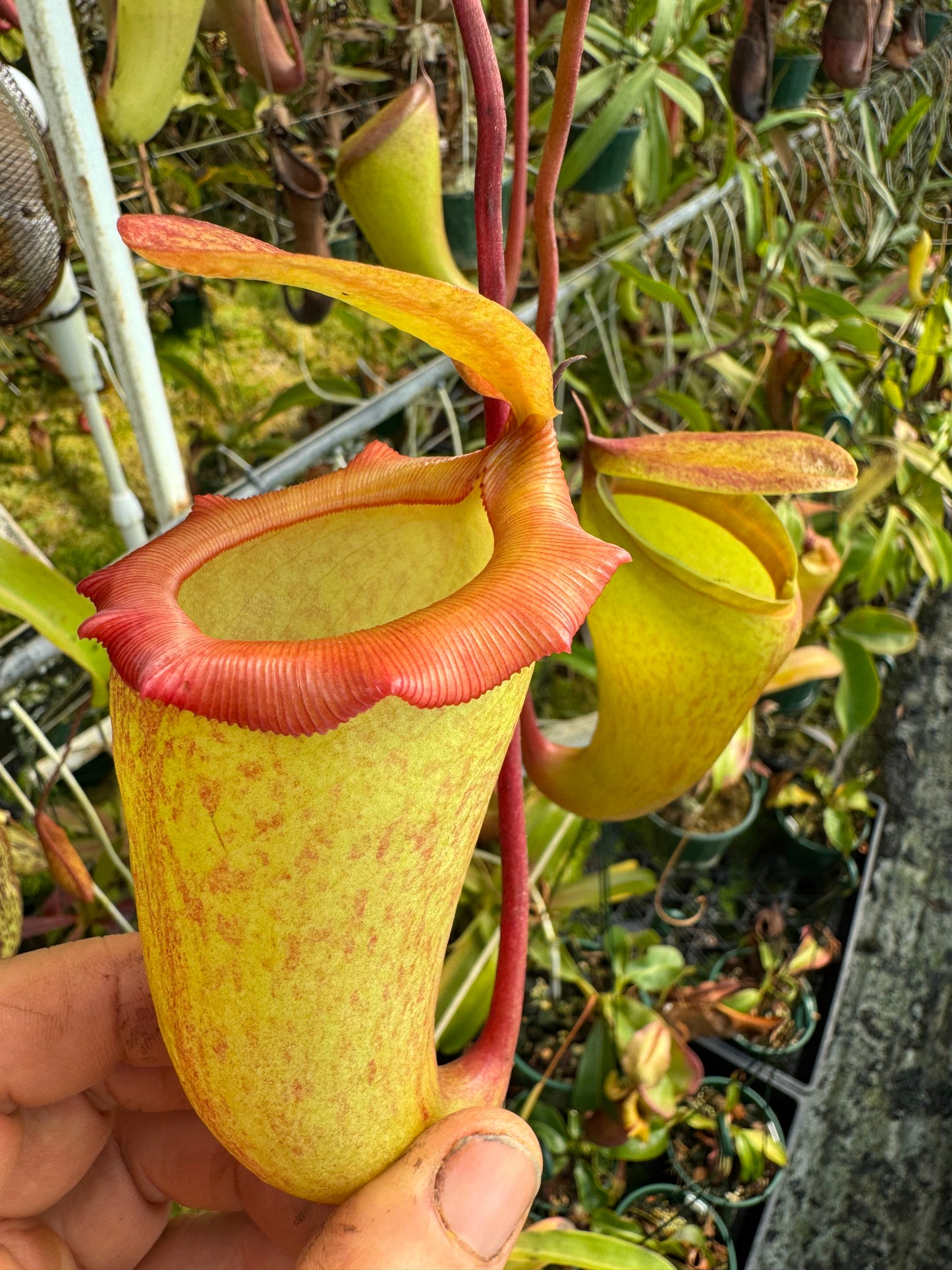 692.N. (ventricosa x sibuyanensis) x jaquelineae 140mm pot