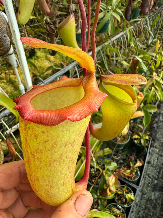 692.N. (ventricosa x sibuyanensis) x jaquelineae 140mm pot