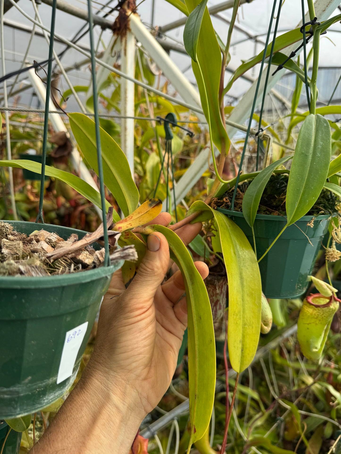 692.N. (ventricosa x sibuyanensis) x jaquelineae 140mm pot
