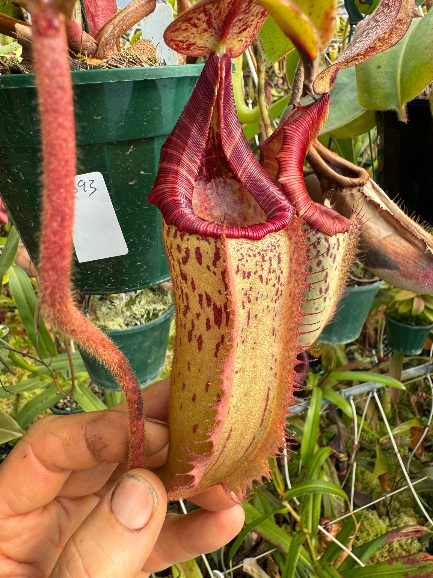 693.N.{[(lowii x boschiana) x veitchii sp] x Tiveyi 140mm pot