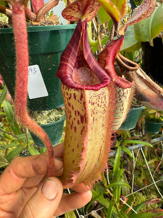 693.N.{[(lowii x boschiana) x veitchii sp] x Tiveyi 140mm pot