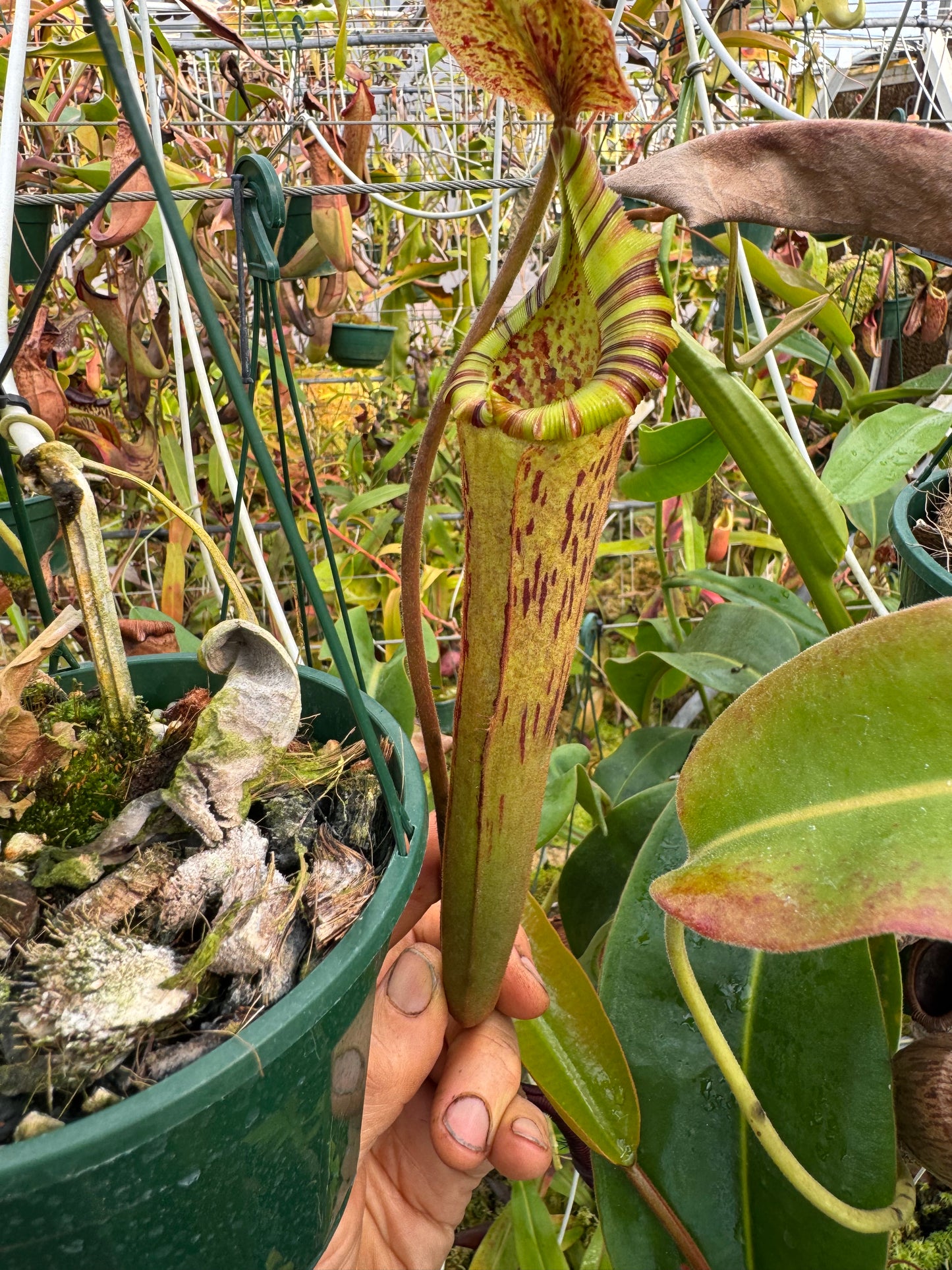694.N.(truncata x vogellii) x {[(lowii x veitchii) x tiveyi] x platychila} 140mm pot