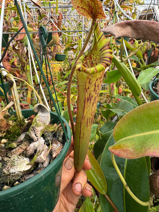 694.N.(truncata x vogellii) x {[(lowii x veitchii) x tiveyi] x platychila} 140mm pot
