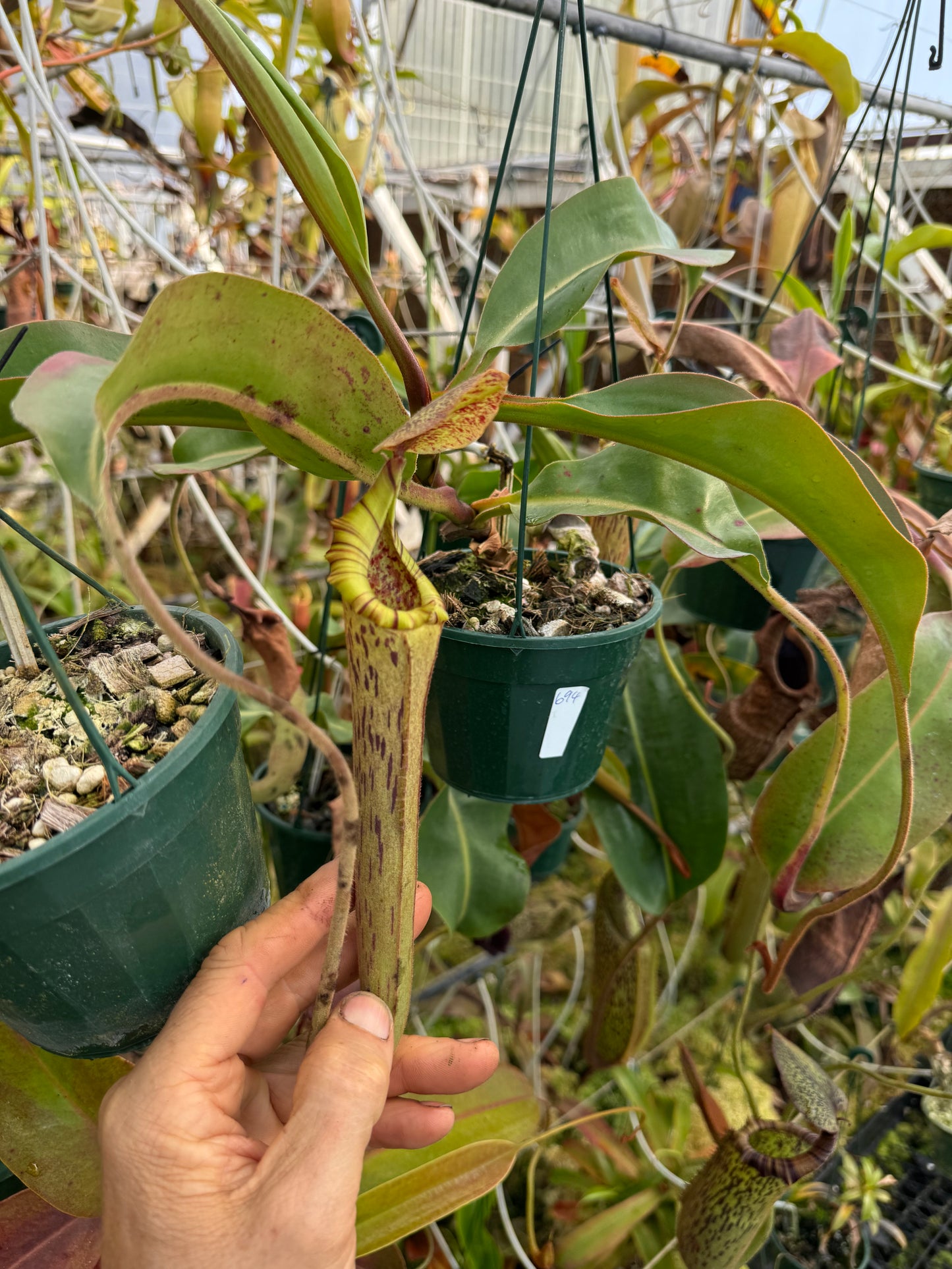 694.N.(truncata x vogellii) x {[(lowii x veitchii) x tiveyi] x platychila} 140mm pot