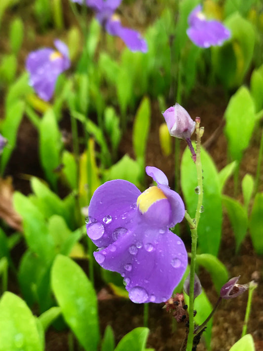 Utricularia longifolia 100mm pot