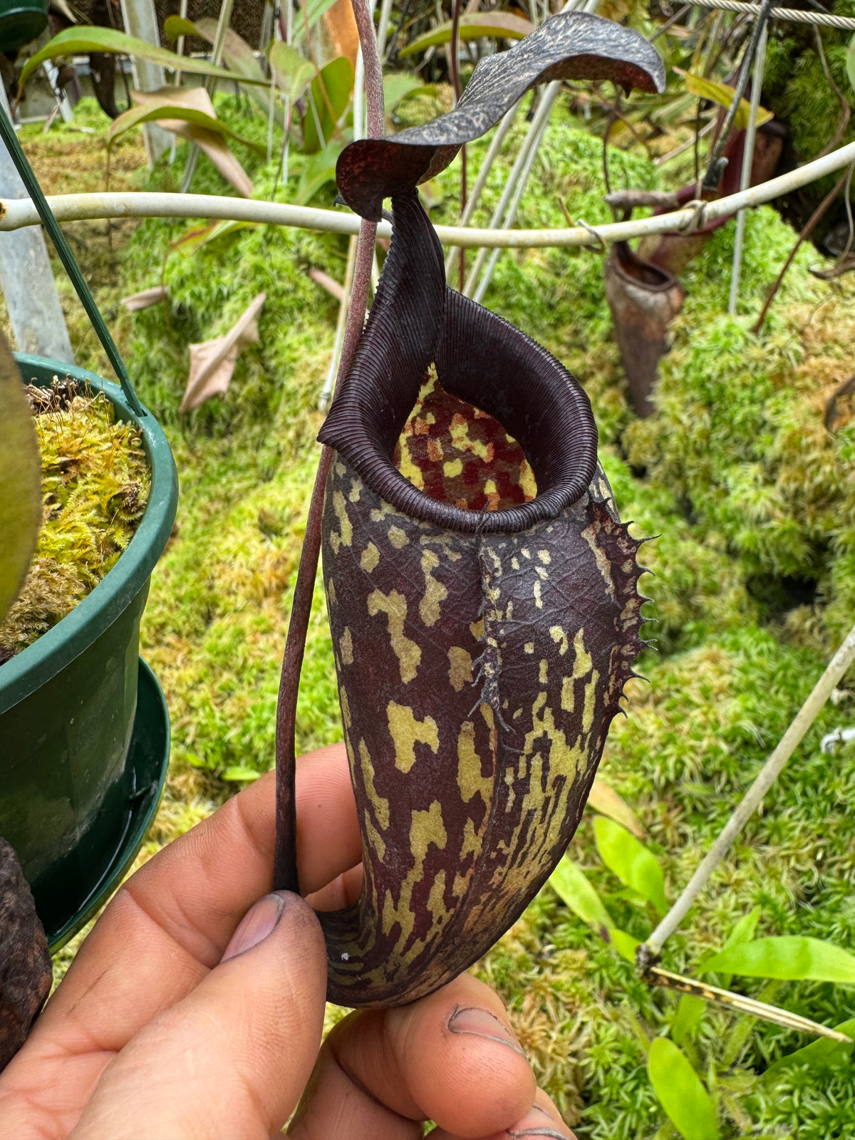 695.N. maxima dark x aristilochioides 140mm pot