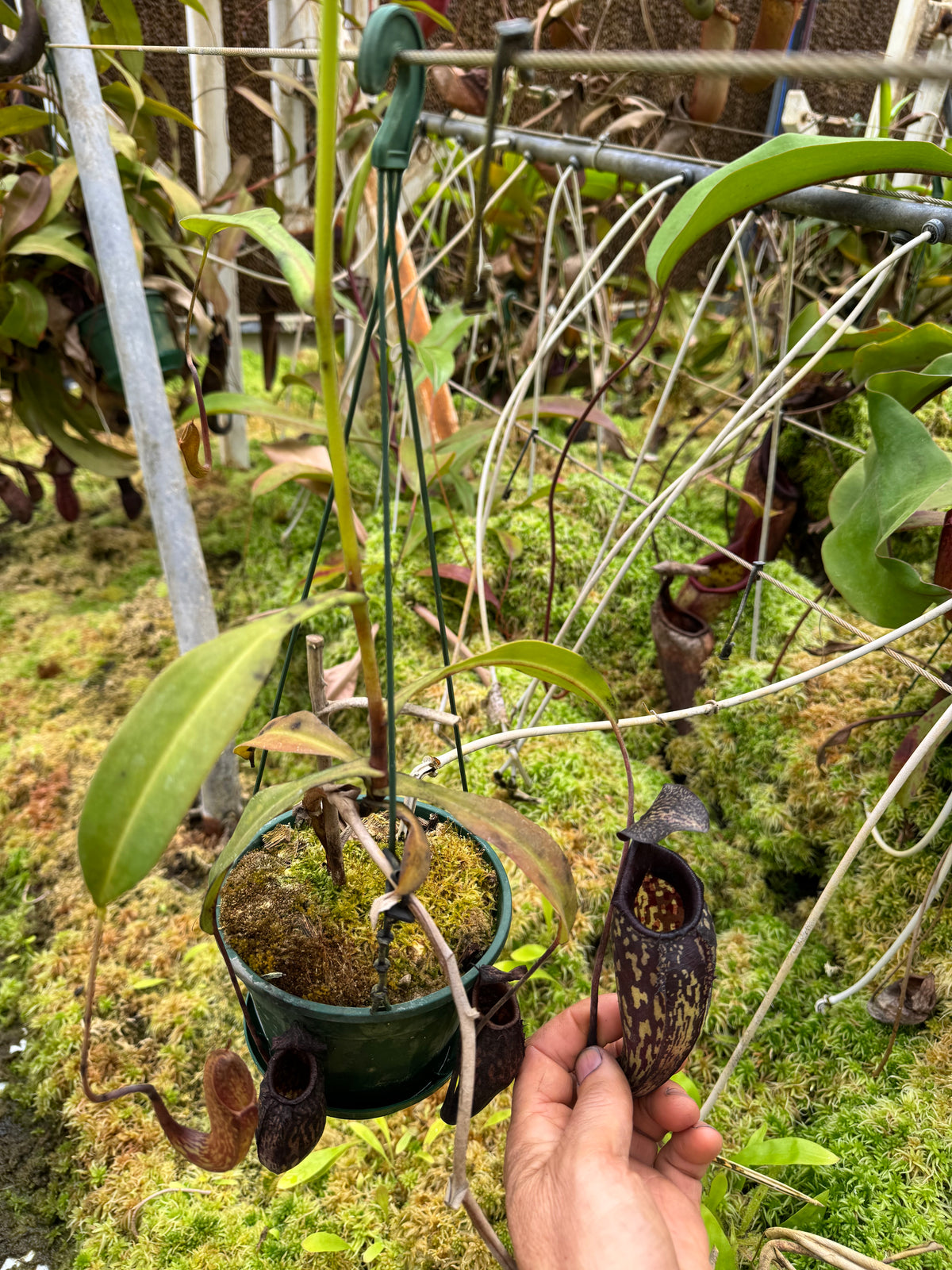 695.N. maxima dark x aristilochioides 140mm pot