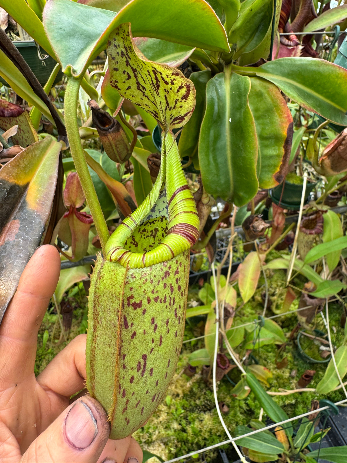 696.N.(Veitchii x burbidgeae) x (maxima x edwardsiana) 140mm pot