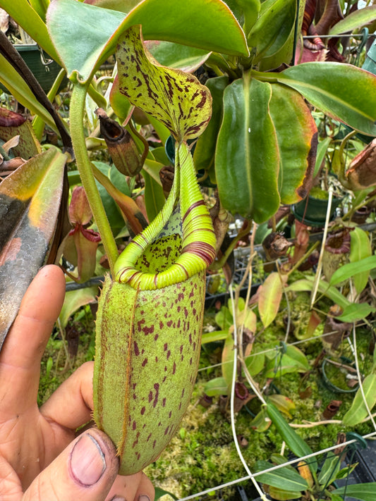 696.N.(Veitchii x burbidgeae) x (maxima x edwardsiana) 140mm pot