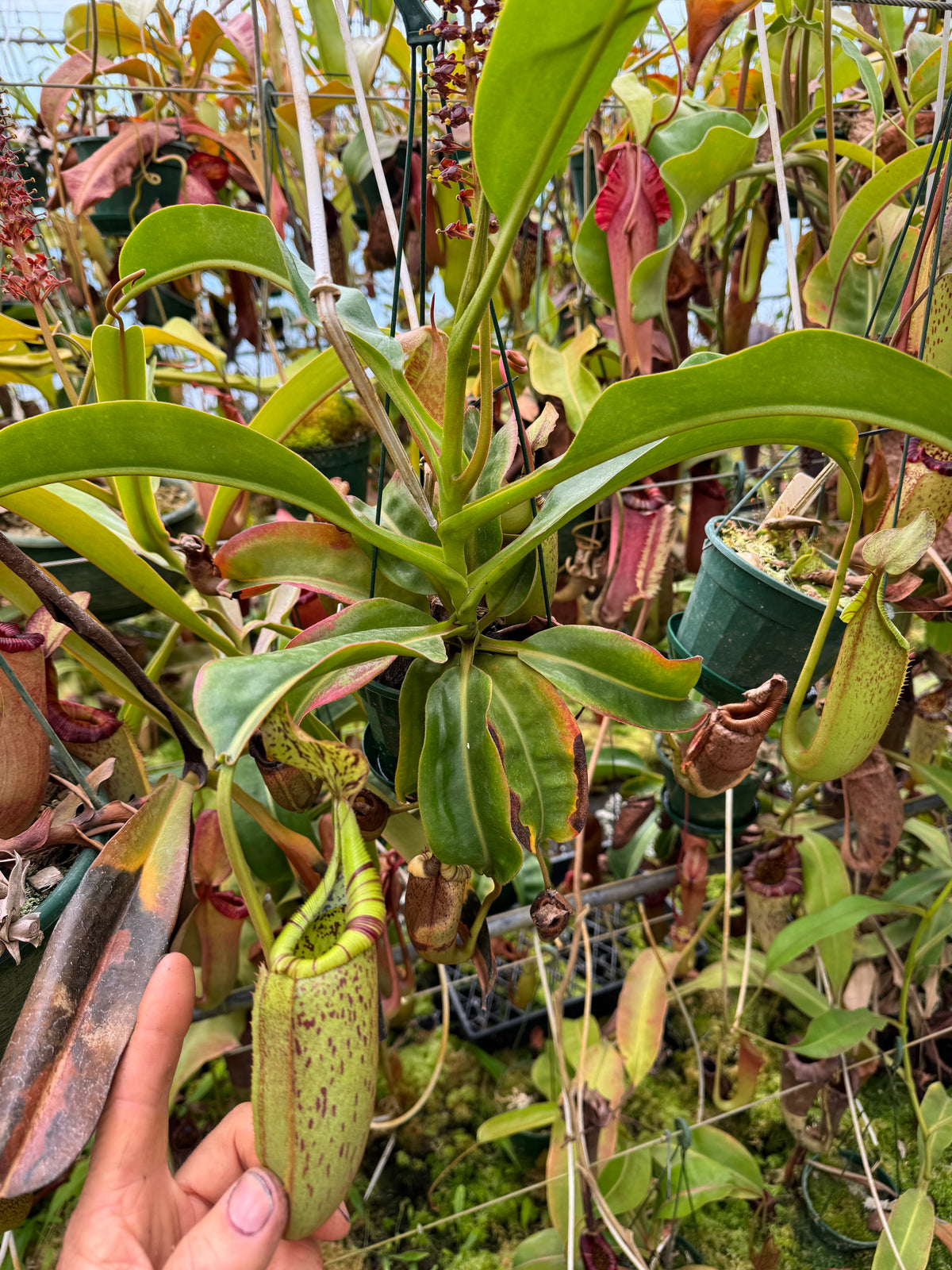 696.N.(Veitchii x burbidgeae) x (maxima x edwardsiana) 140mm pot