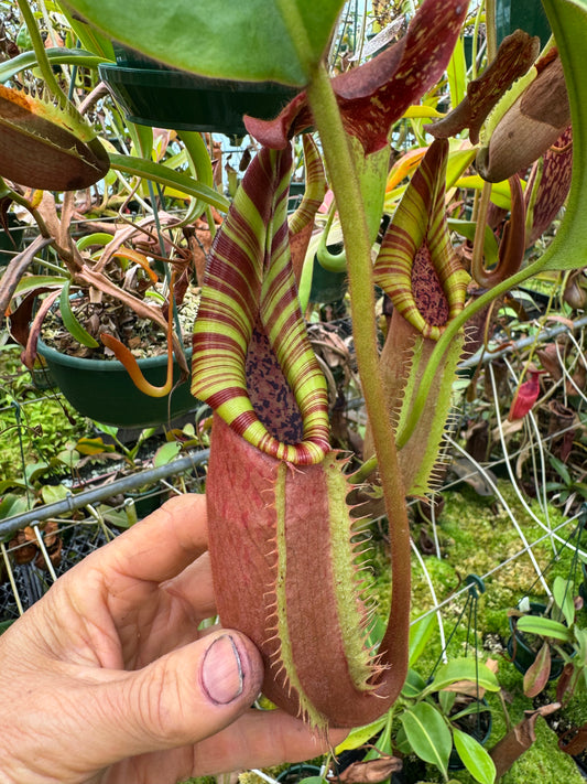 698.N. ( eymae xveitchii) x {[(lowii x veitchii) x boschiana] x (lowii x truncata)} 140 mmm pot