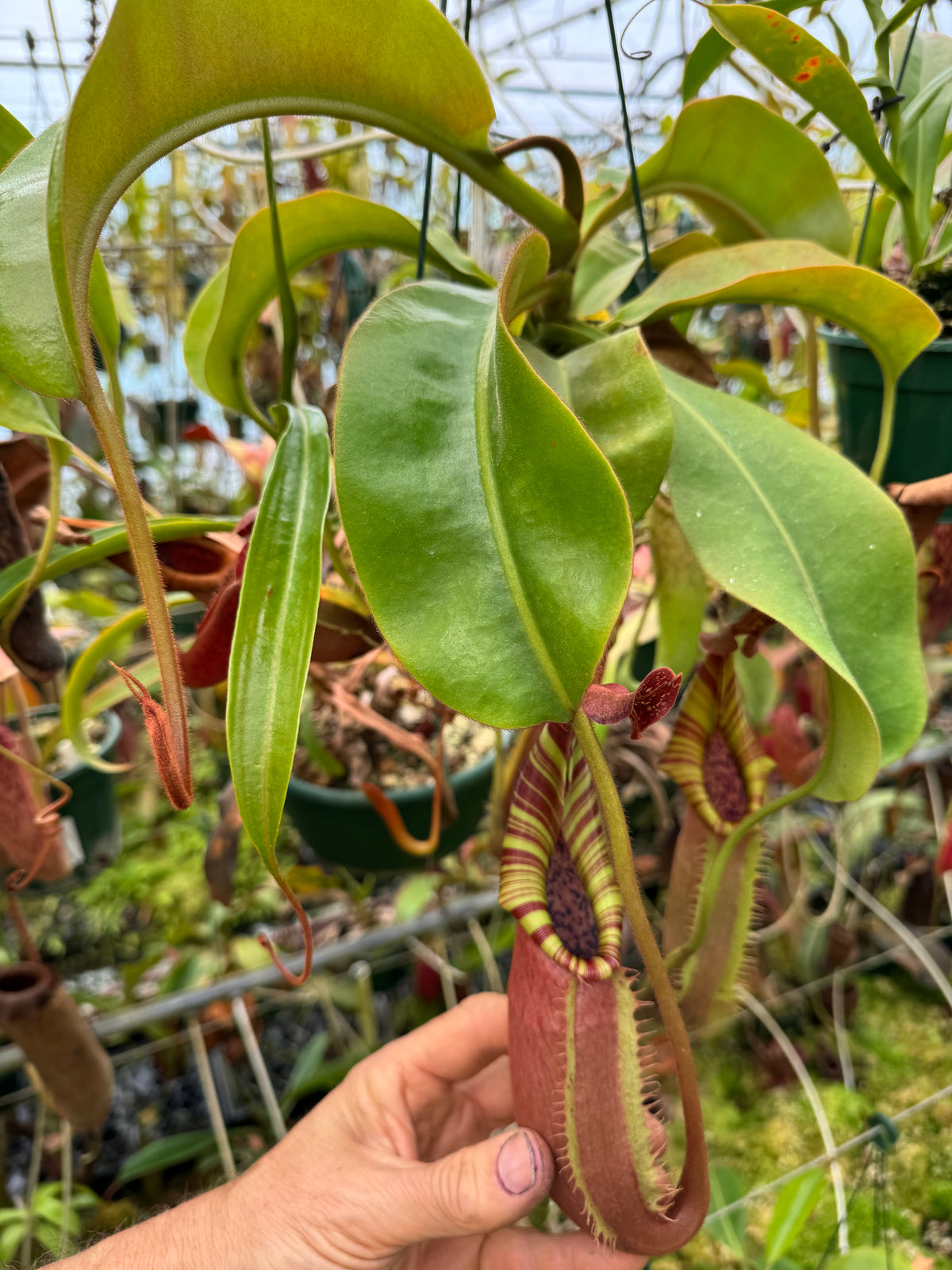 698.N. ( eymae xveitchii) x {[(lowii x veitchii) x boschiana] x (lowii x truncata)} 140 mmm pot