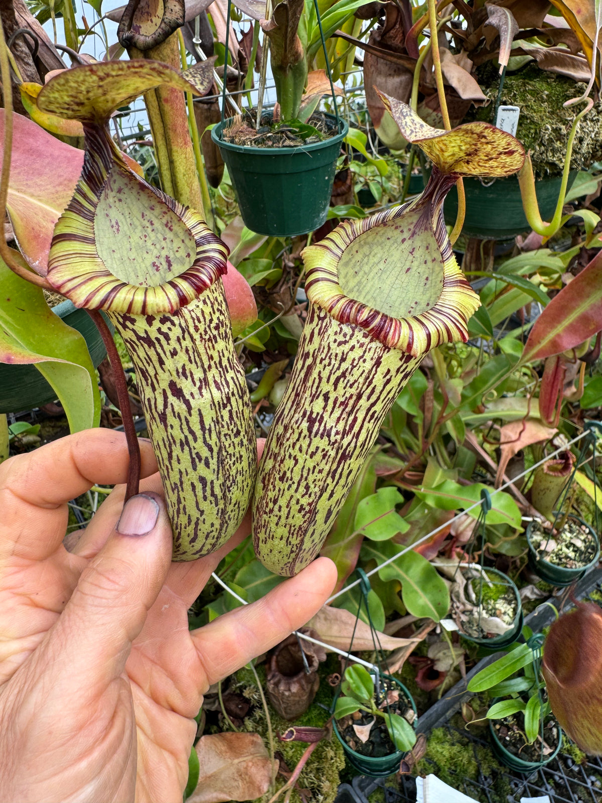699.N. (ventericosa x sibuyanensis) x (maxima x spectabilis) 140mm pot