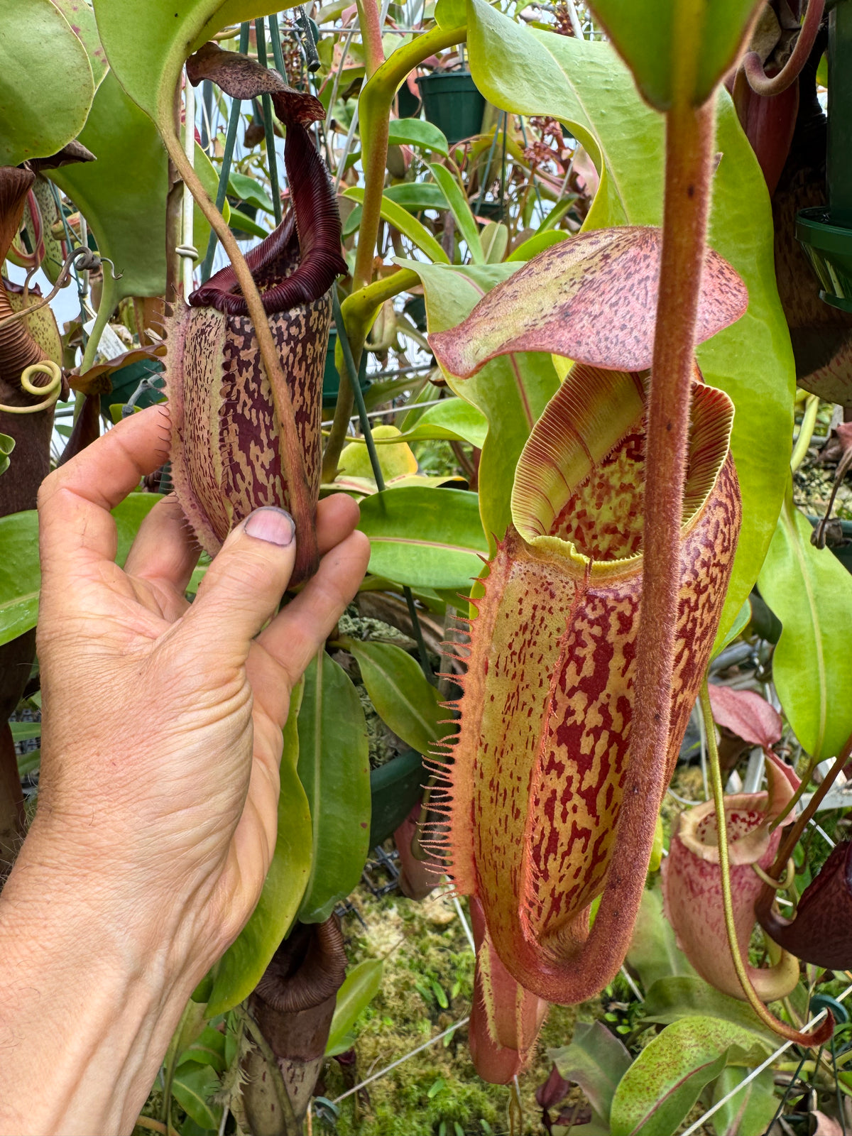 700 N. (veitchii x burbidgeae) x ( maxima x edwardsiana) 140mm pot