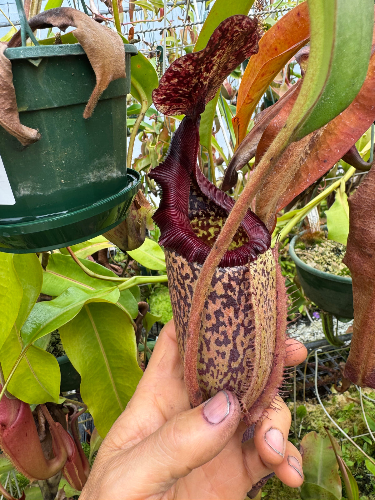 700 N. (veitchii x burbidgeae) x ( maxima x edwardsiana) 140mm pot