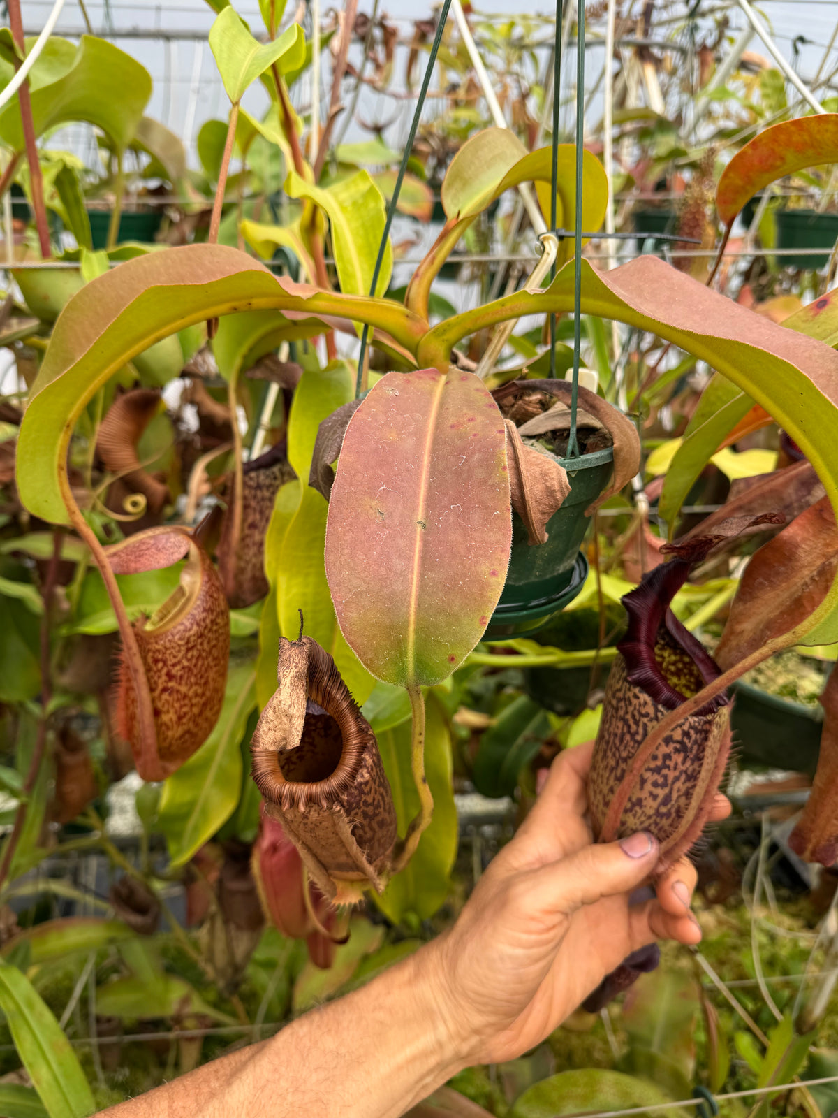 700 N. (veitchii x burbidgeae) x ( maxima x edwardsiana) 140mm pot