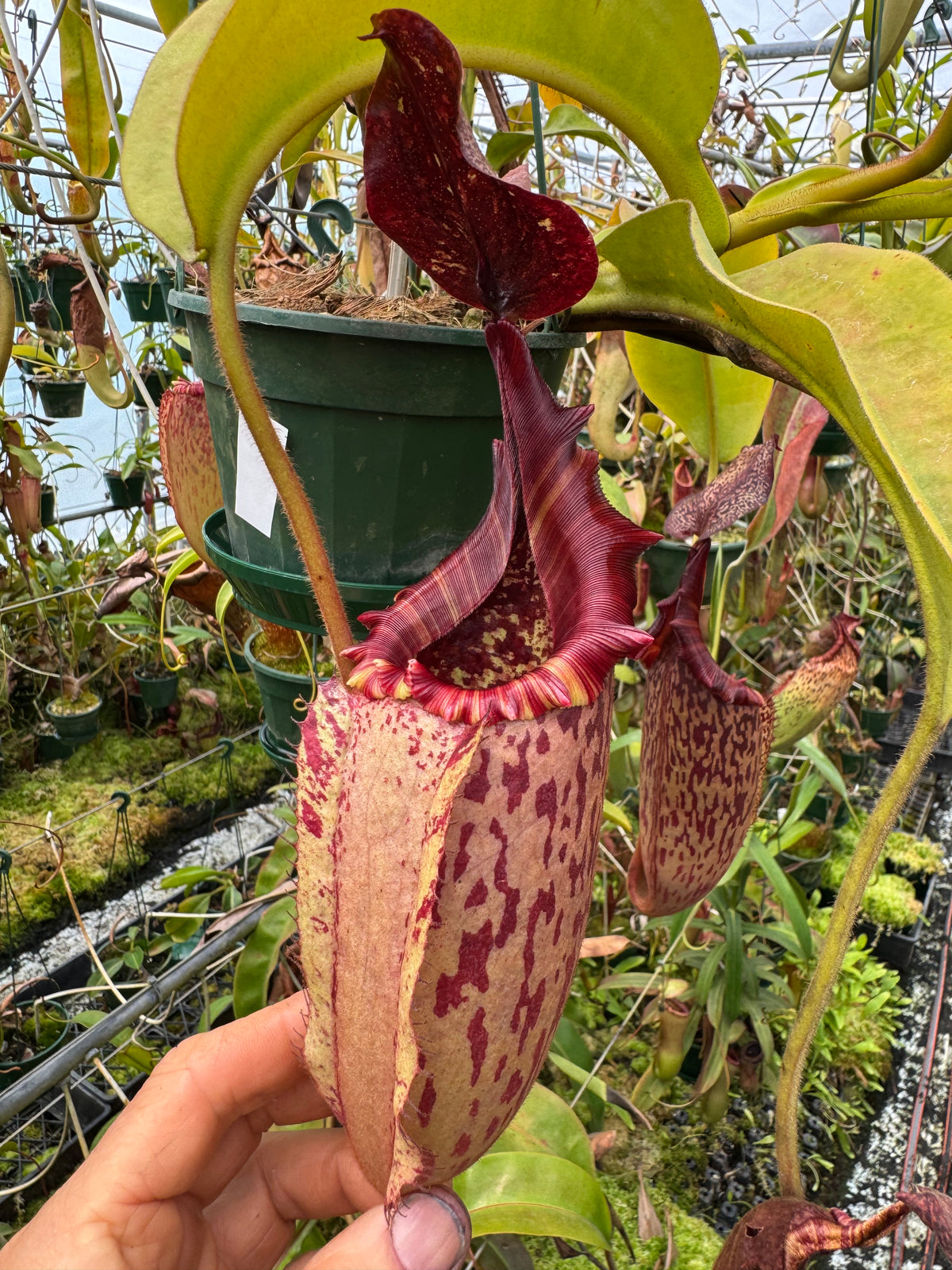 702.N. xTiveyi 140mm pot
