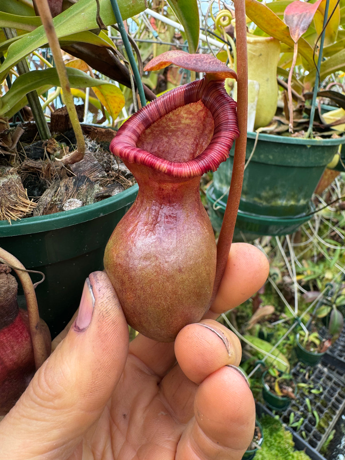 703.{ventricosa x [ventricosa x (lowii x ventricosa)} 140mm pot