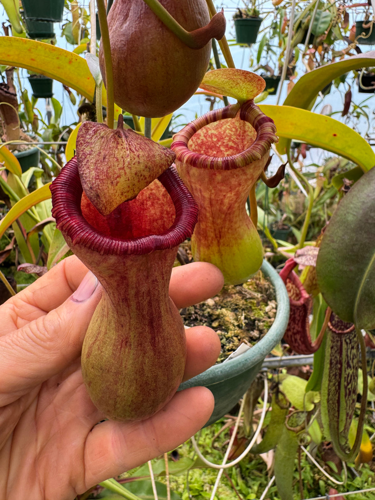 703.{ventricosa x [ventricosa x (lowii x ventricosa)} 140mm pot