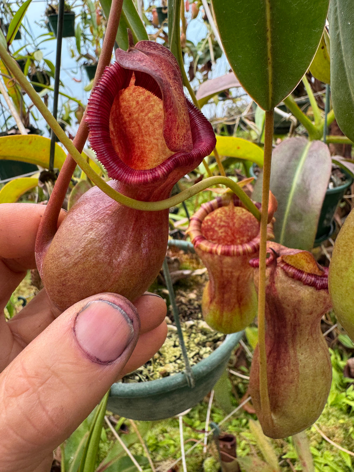 703.{ventricosa x [ventricosa x (lowii x ventricosa)} 140mm pot