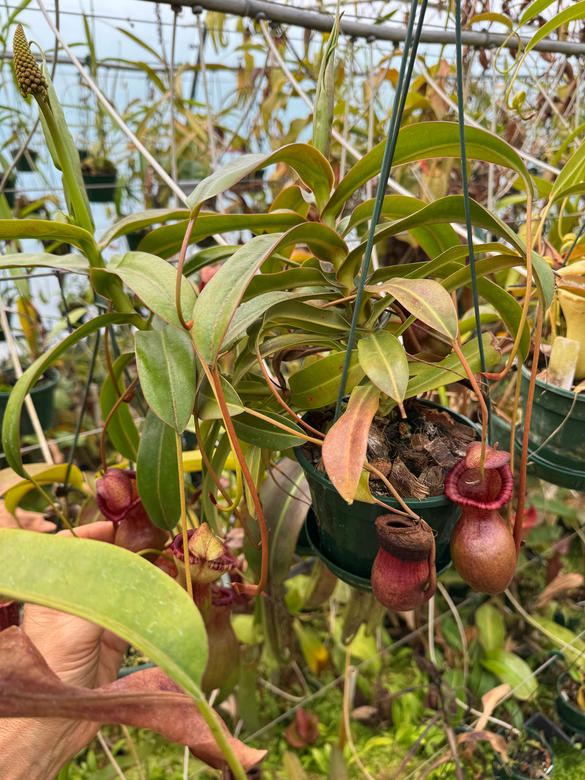 703.{ventricosa x [ventricosa x (lowii x ventricosa)} 140mm pot