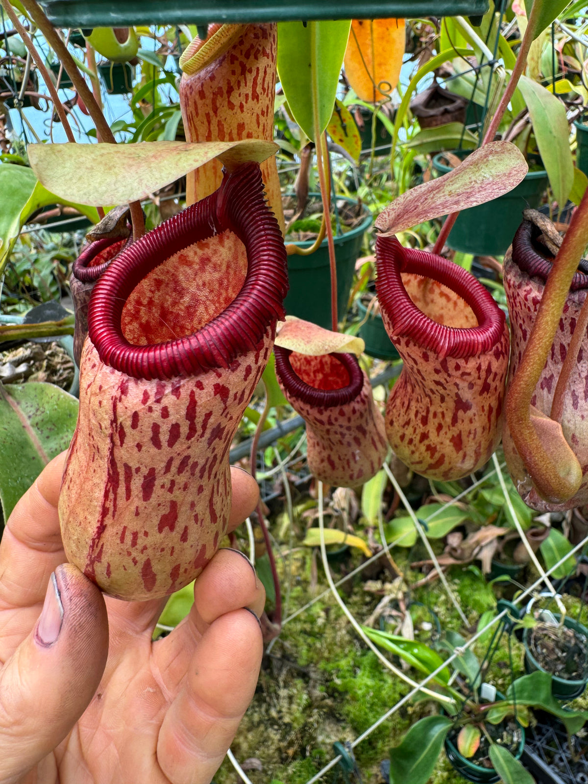 704,(ventricosa x sibuyanensis) x [(ventricosa x sibuyanensis) x burkei] 140mm pot