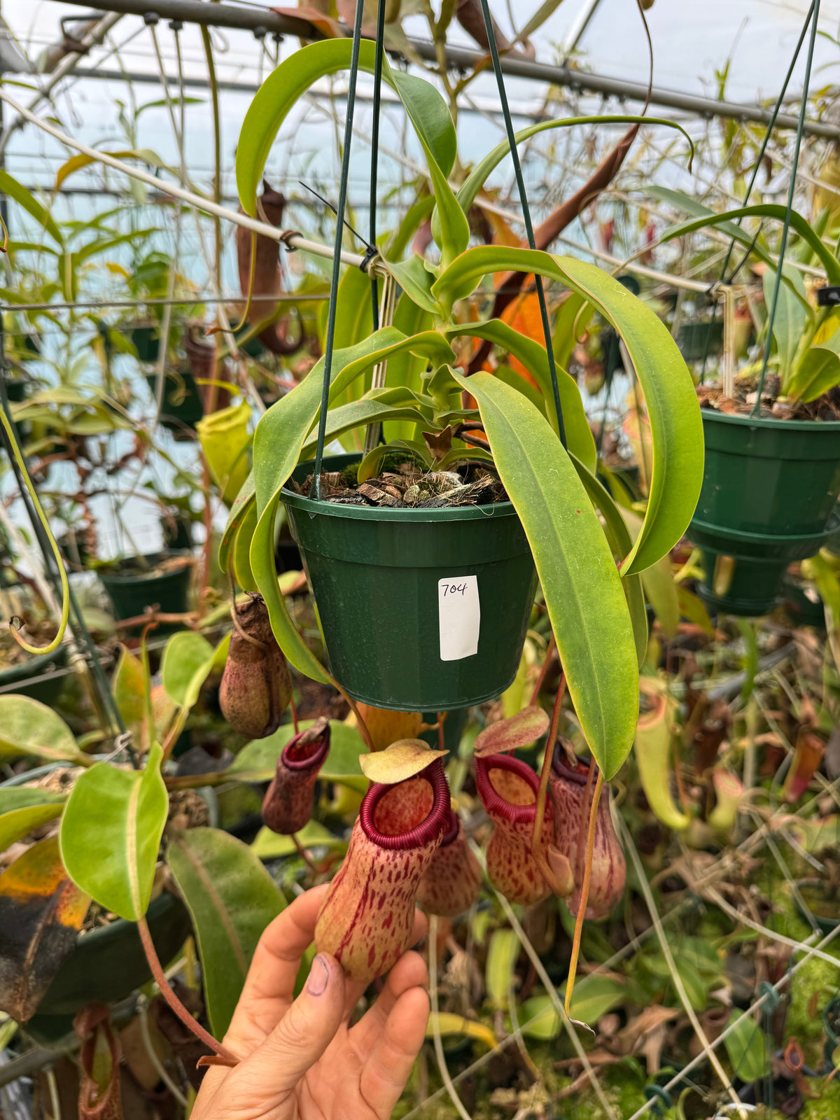 704,(ventricosa x sibuyanensis) x [(ventricosa x sibuyanensis) x burkei] 140mm pot