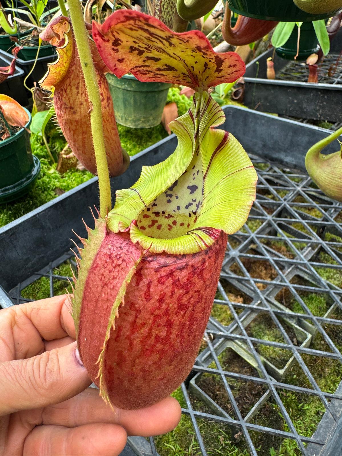 705.N.(eymae x veitchii) x [(rokko x boschiana) x veitchii hose mountains] 140mm pot