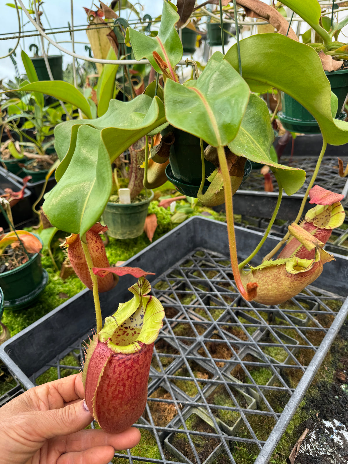 705.N.(eymae x veitchii) x [(rokko x boschiana) x veitchii hose mountains] 140mm pot