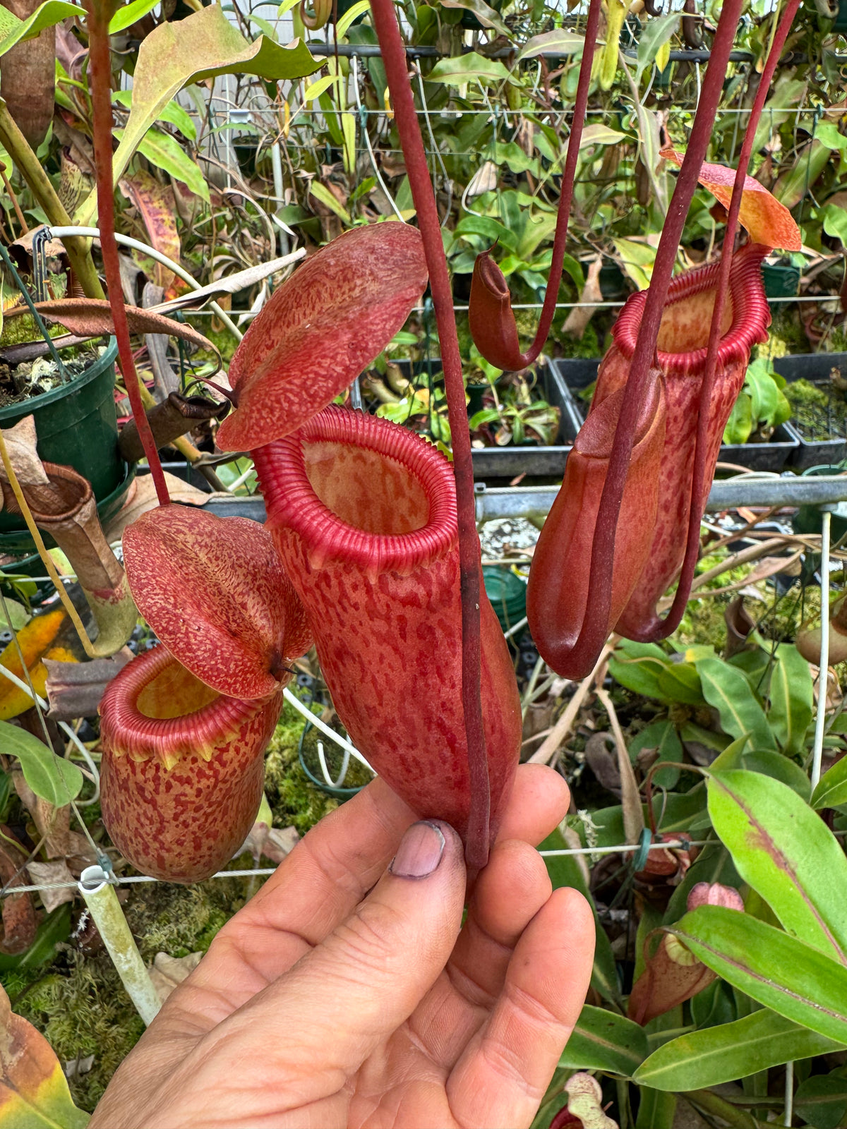 706.N.(ventricosa x sibuyanensis) x [(ventricosa x sibuyanensis) x burkei] 140mm pot