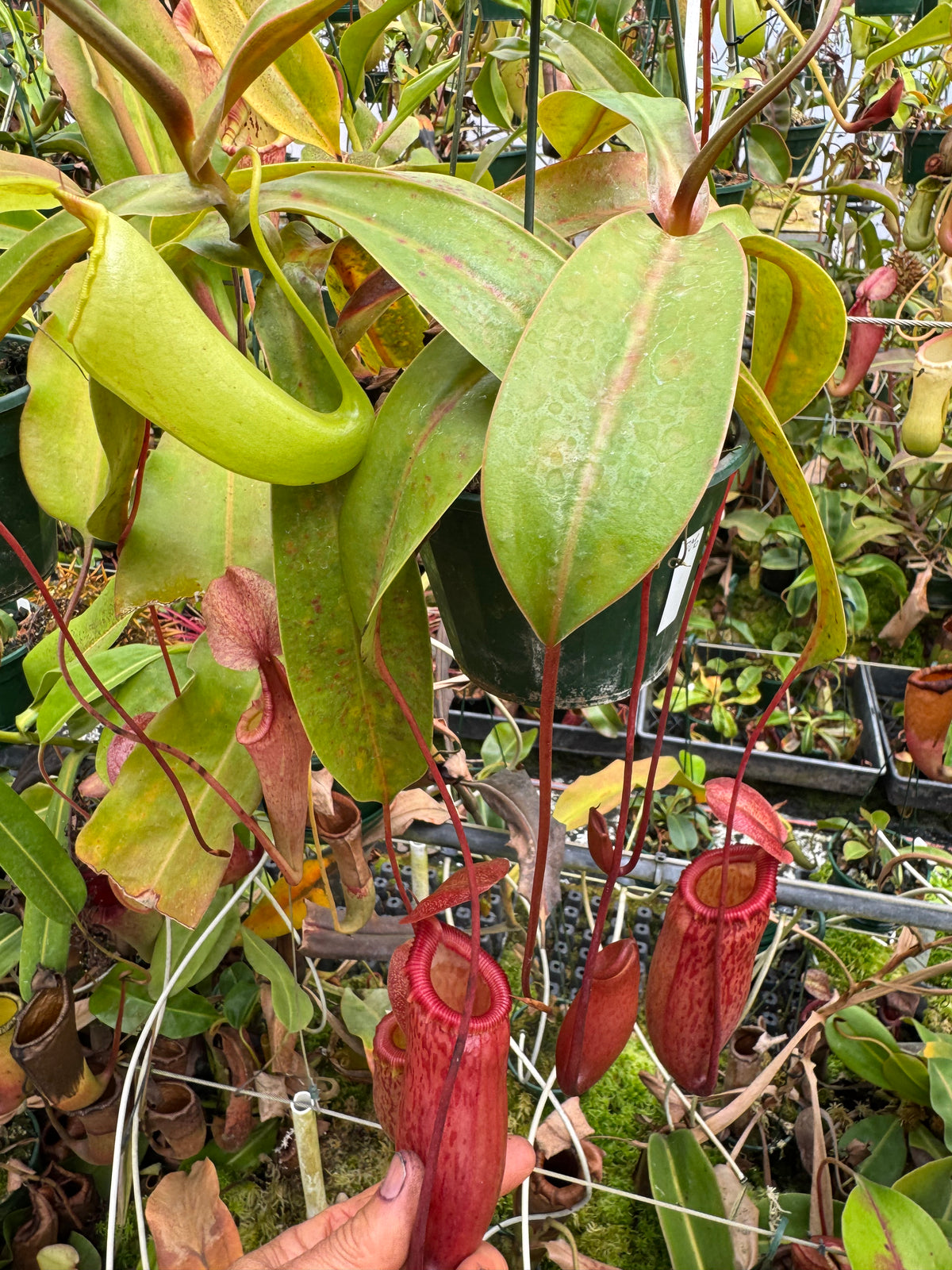 706.N.(ventricosa x sibuyanensis) x [(ventricosa x sibuyanensis) x burkei] 140mm pot