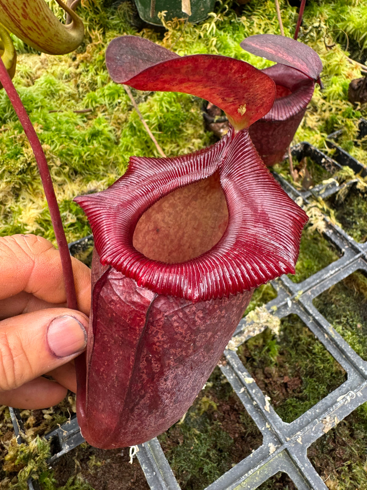 708.(ventricosa x sibuyanensis) x Burkei] x  jaquelineae 140 mm pot