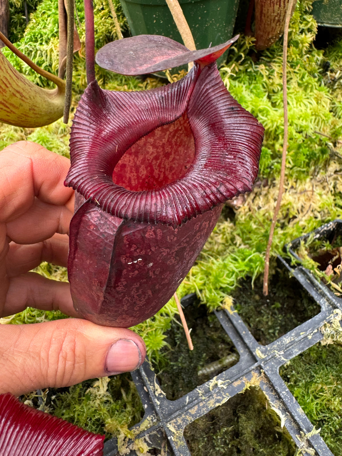708.(ventricosa x sibuyanensis) x Burkei] x  jaquelineae 140 mm pot